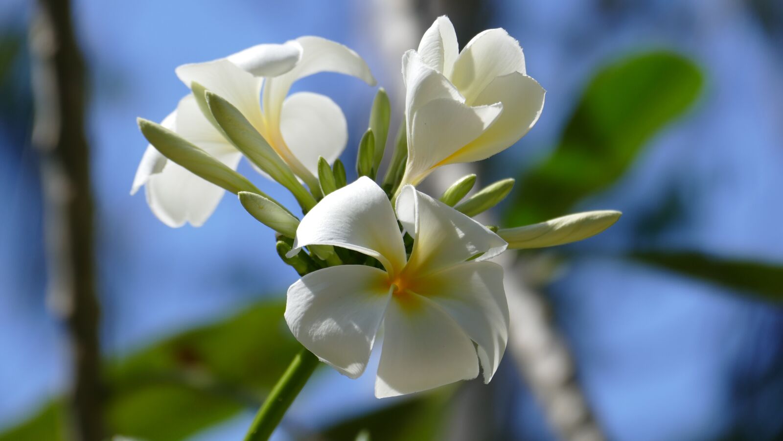 Leica V-Lux (Typ 114) sample photo. Frangipani, flowers, temple tree photography