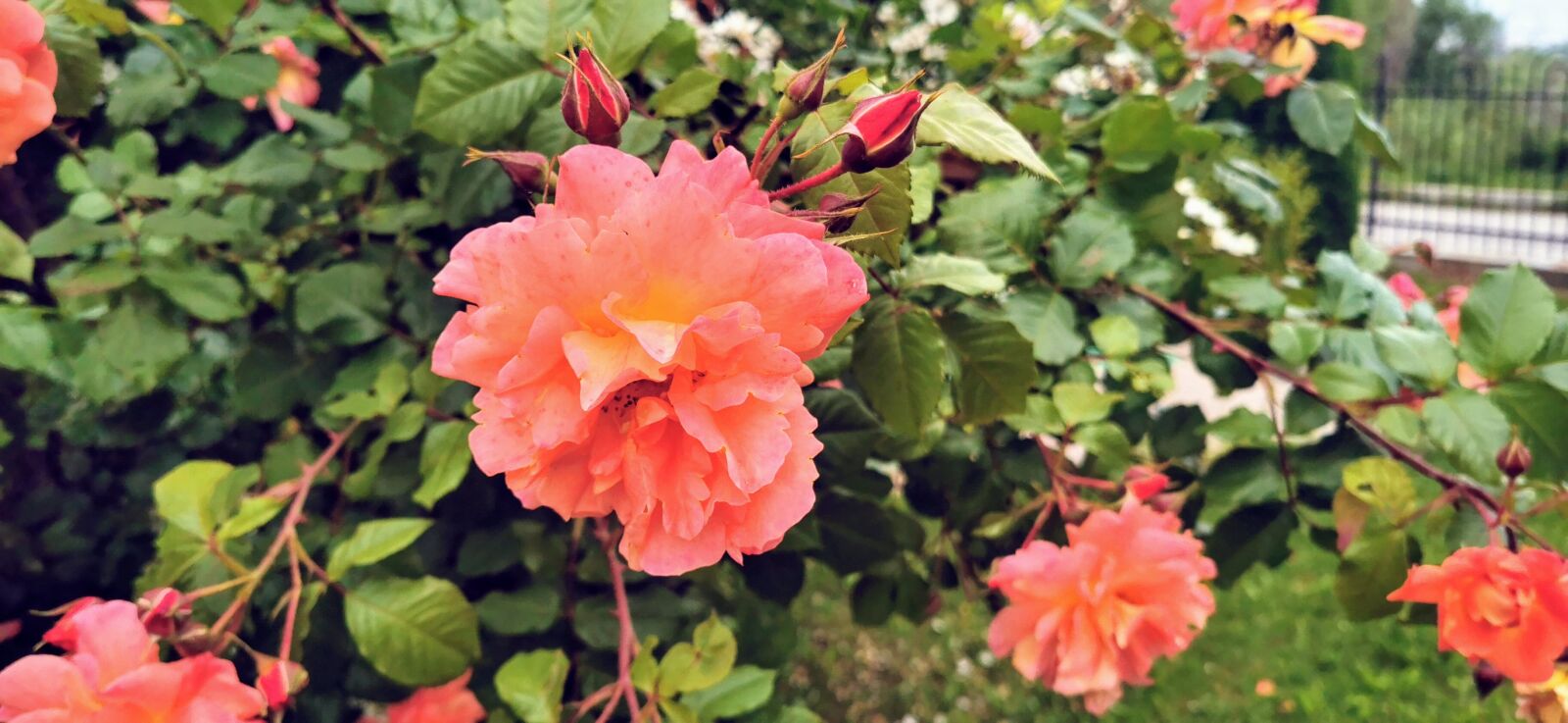HUAWEI P30 Pro sample photo. Flowers, roses, spring photography