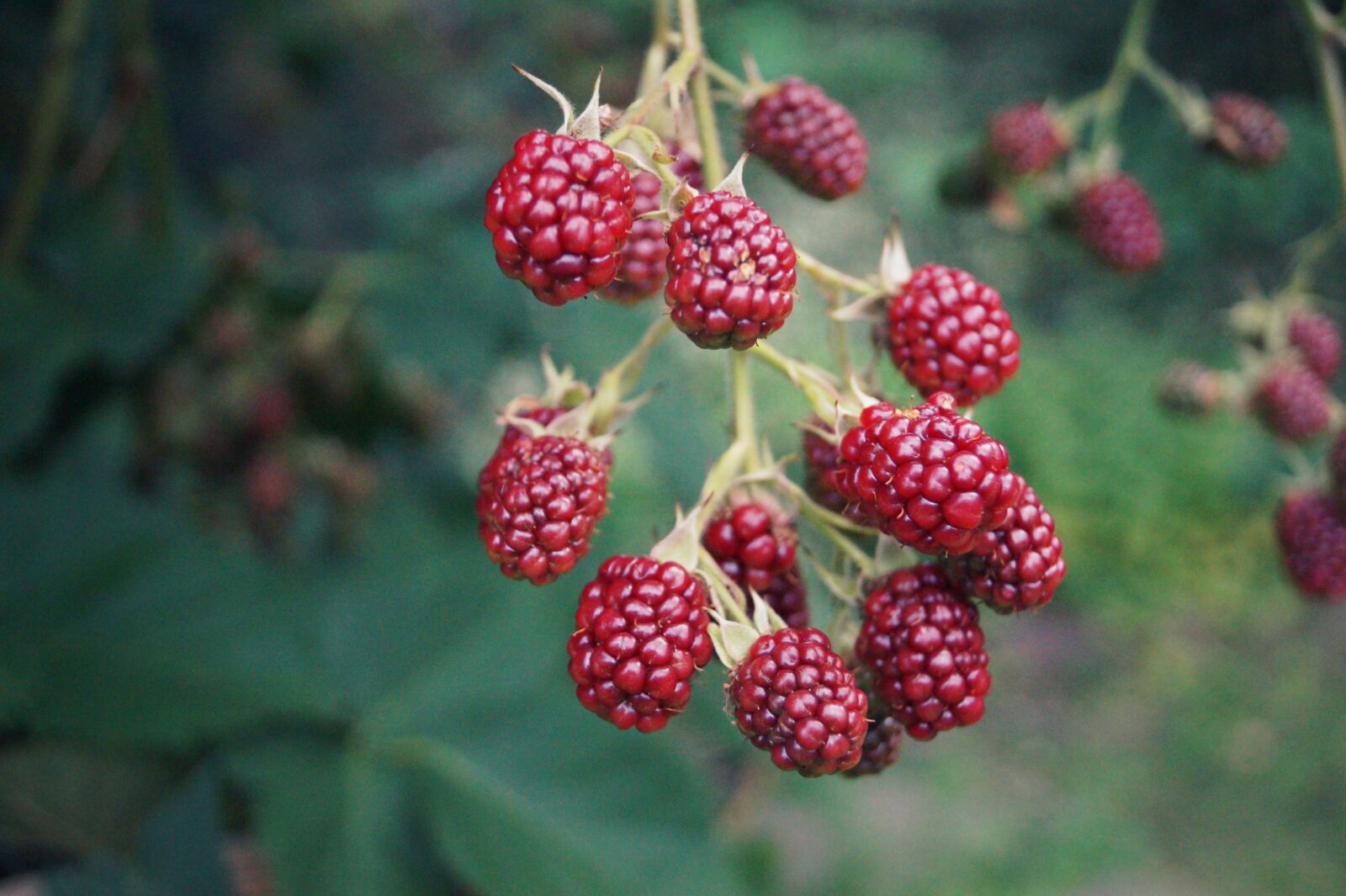 Sony DT 18-55mm F3.5-5.6 SAM II sample photo. Blackberries, berries, fruits photography