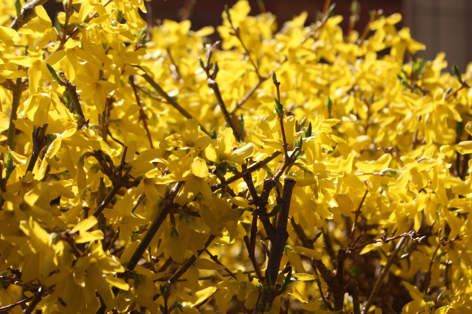 Canon EOS 700D (EOS Rebel T5i / EOS Kiss X7i) sample photo. Nature, flora, flower photography