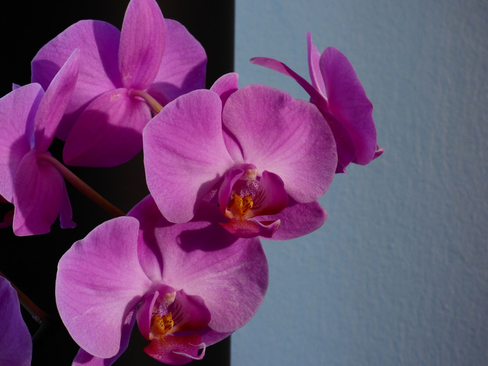 Panasonic DMC-FZ72 sample photo. Flower, orchid, plant photography