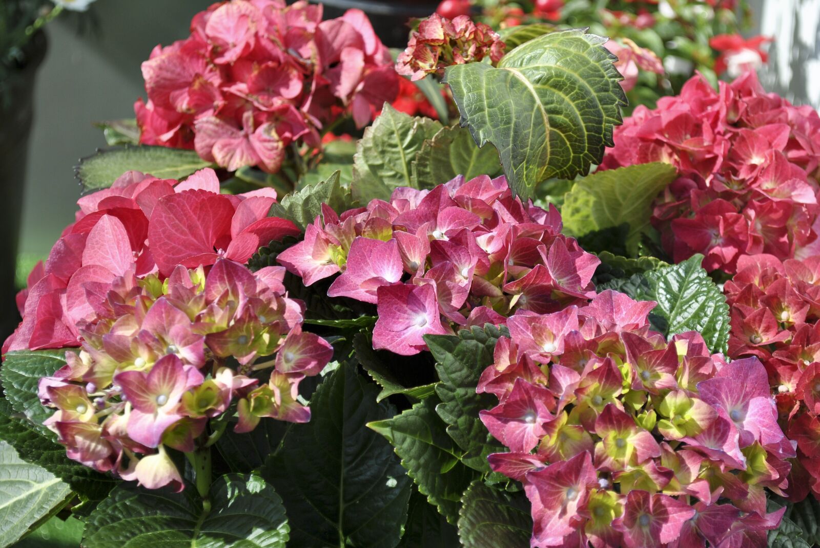 Nikon D3000 sample photo. Flowers, hydrangeas, pink photography