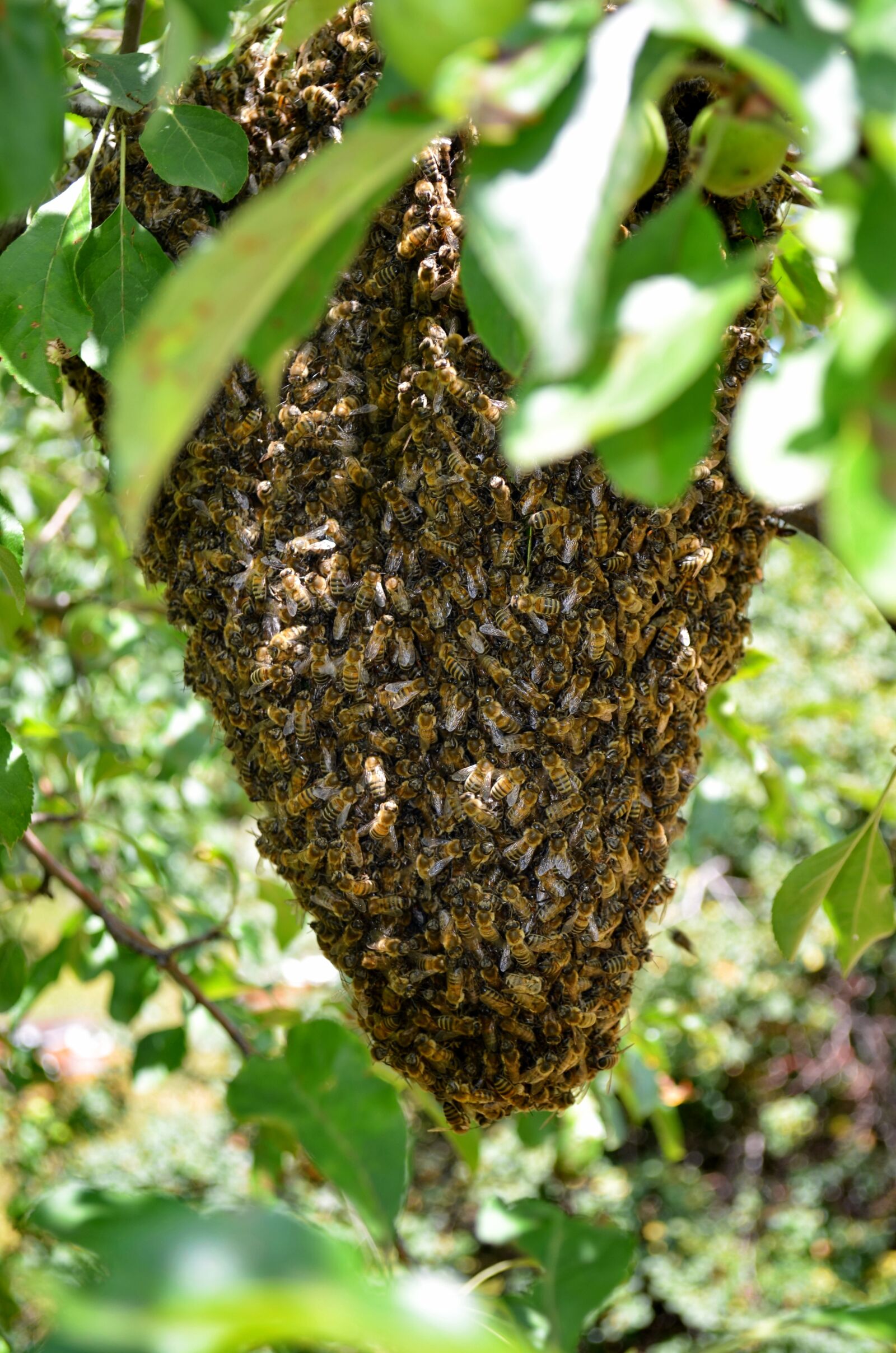 Nikon D5100 sample photo. Bee, hive, honeycomb chichewa photography
