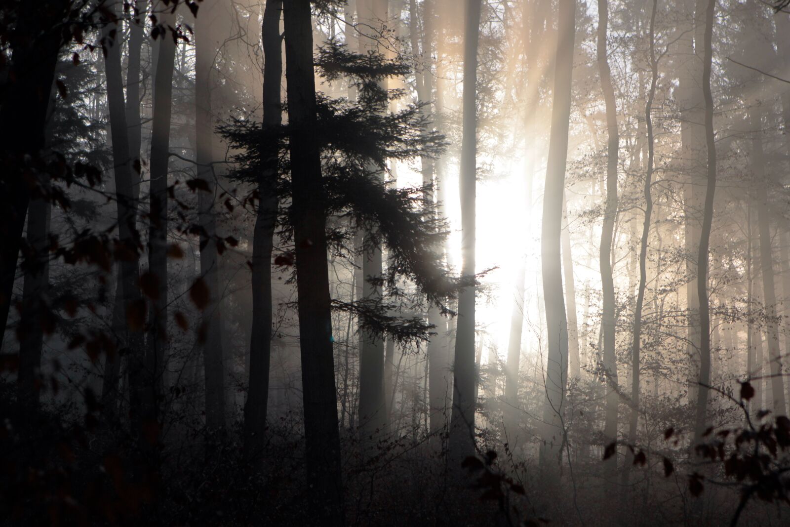 Canon EOS 50D sample photo. Forest, fog, winter photography