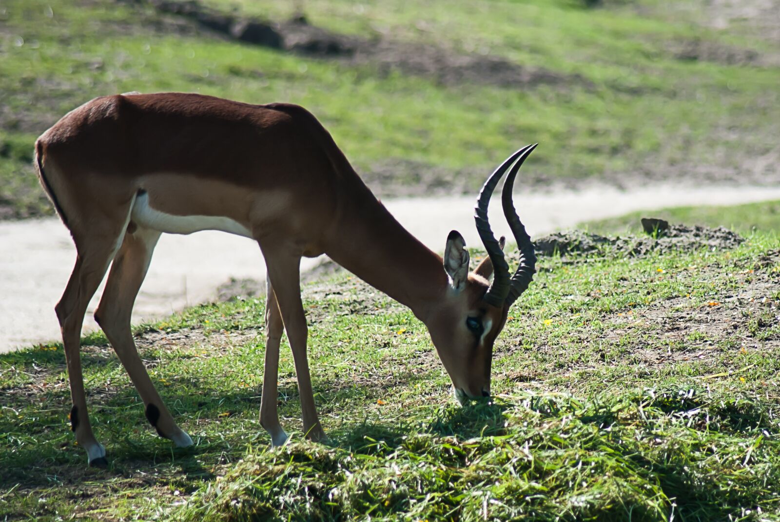 Nikon D3000 sample photo. Ree, antlers, the animals photography