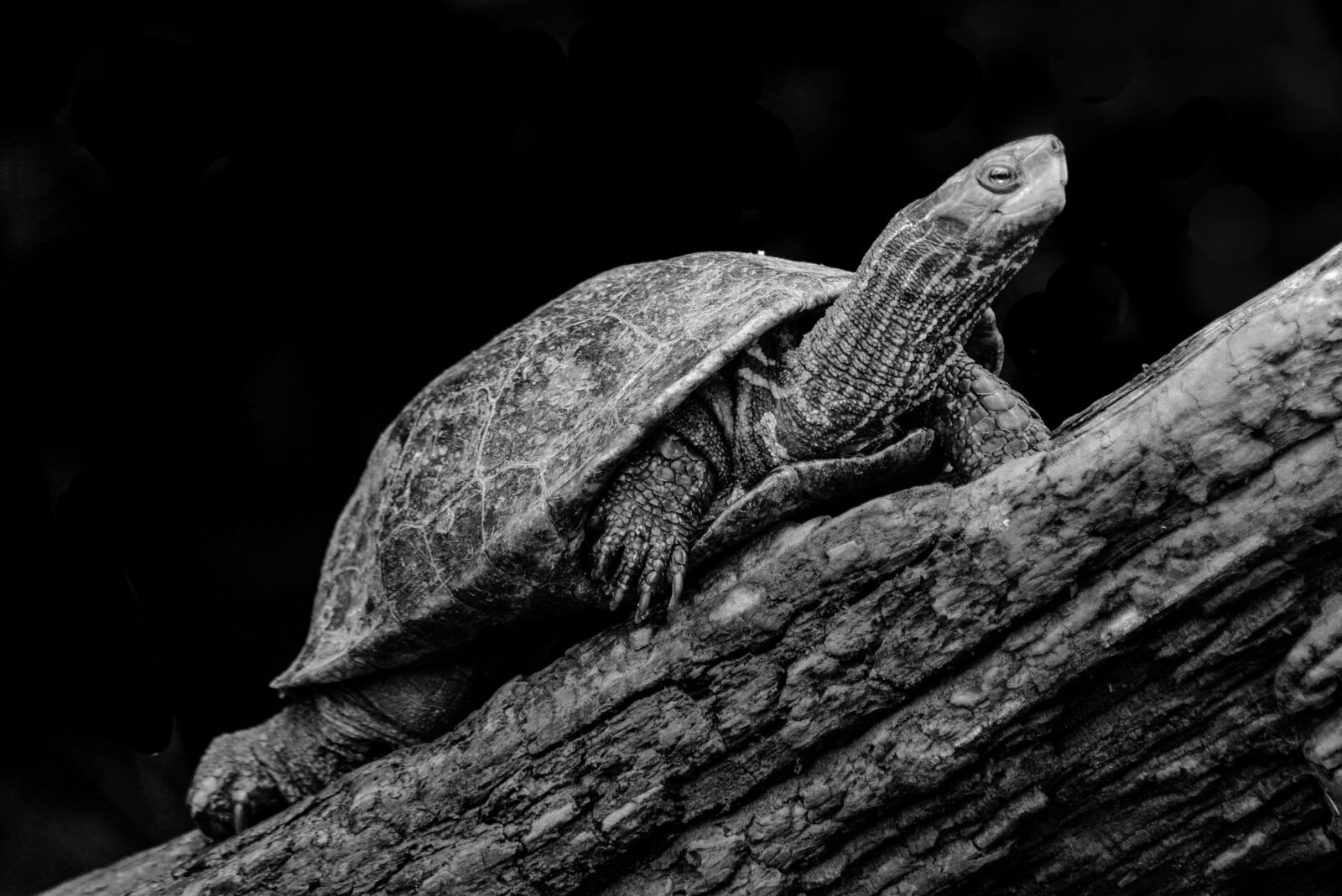 Nikon D5300 sample photo. Turtle, nature, animal photography