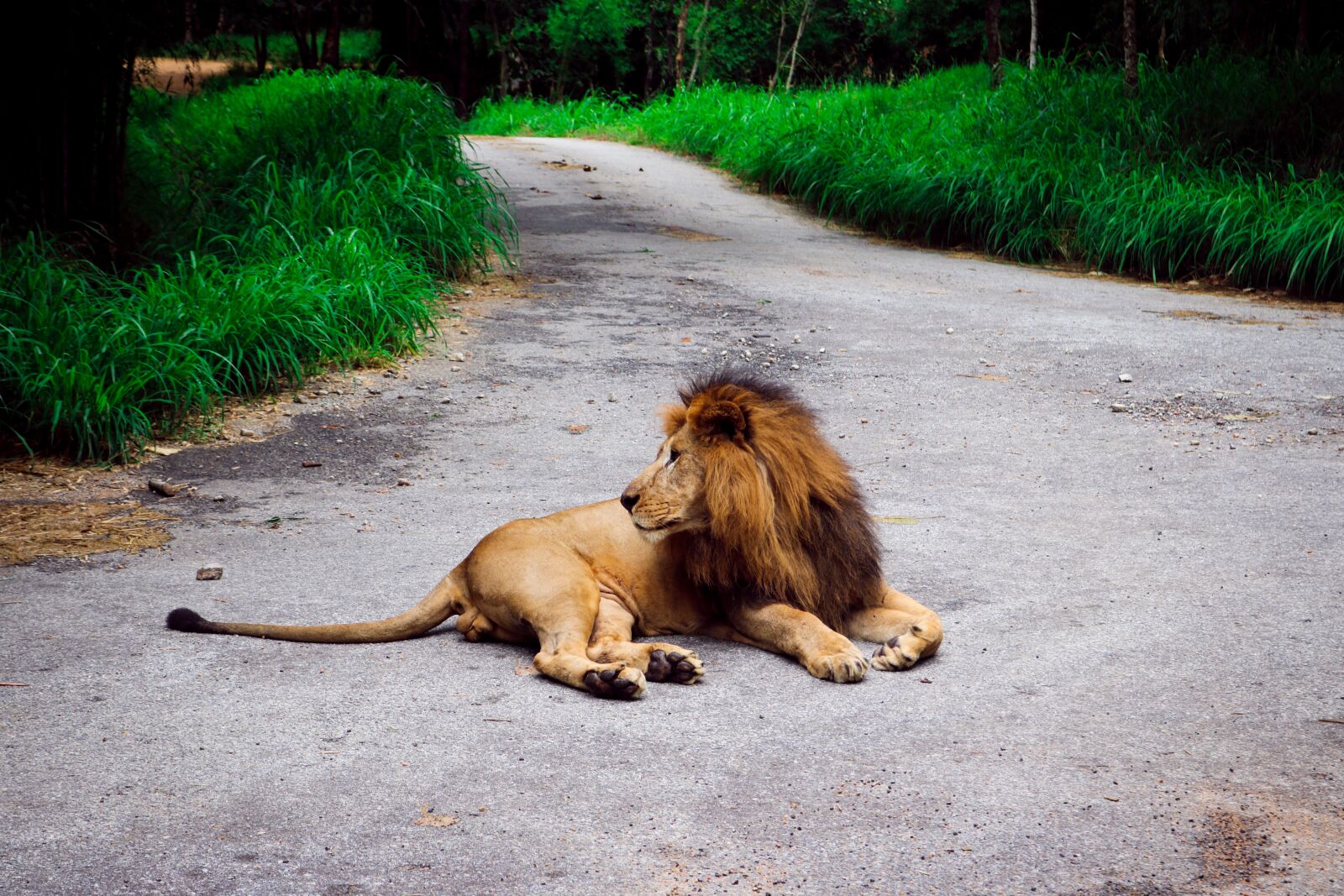 Canon EOS 750D (EOS Rebel T6i / EOS Kiss X8i) sample photo. Lion, forest, road photography