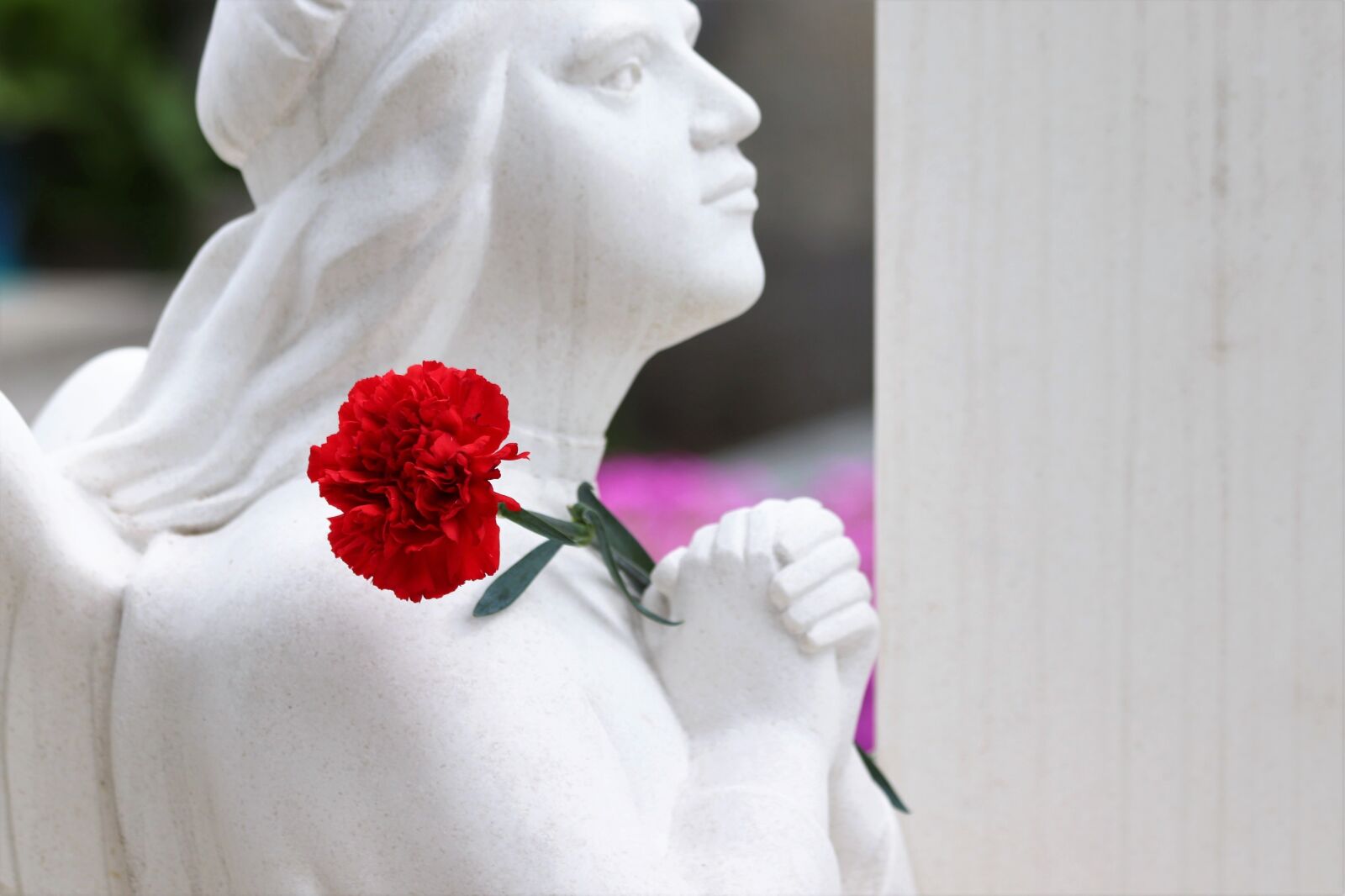 Canon EOS 200D (EOS Rebel SL2 / EOS Kiss X9) sample photo. Angel, praying, red carnation photography