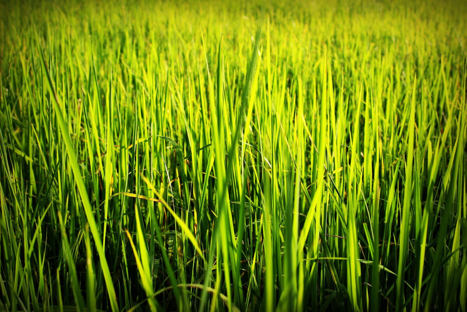 Canon EOS 650D (EOS Rebel T4i / EOS Kiss X6i) sample photo. Agriculture, asia, asian photography