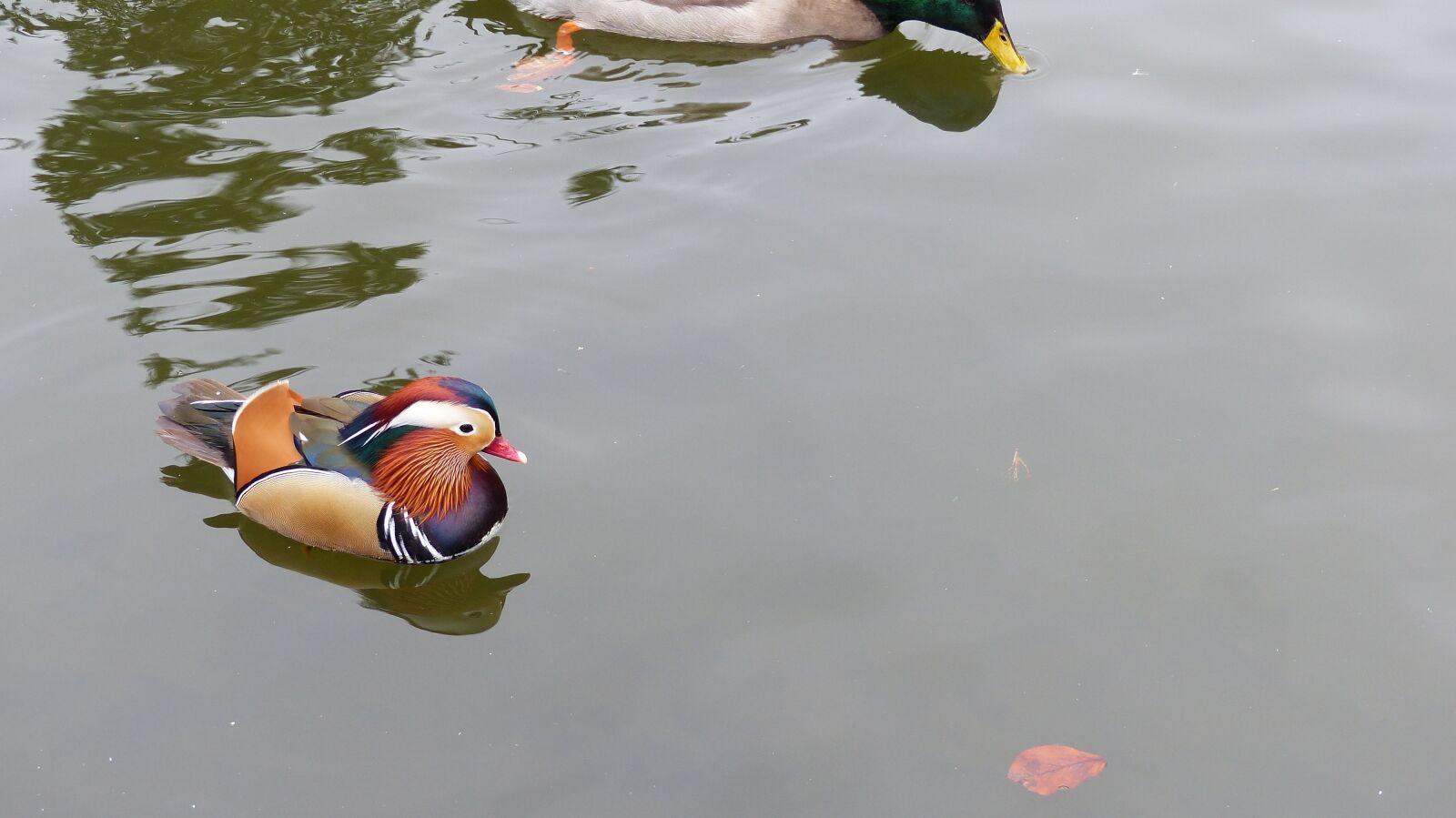 Panasonic Lumix DMC-FZ200 sample photo. Mandarin ducks, duck, water photography