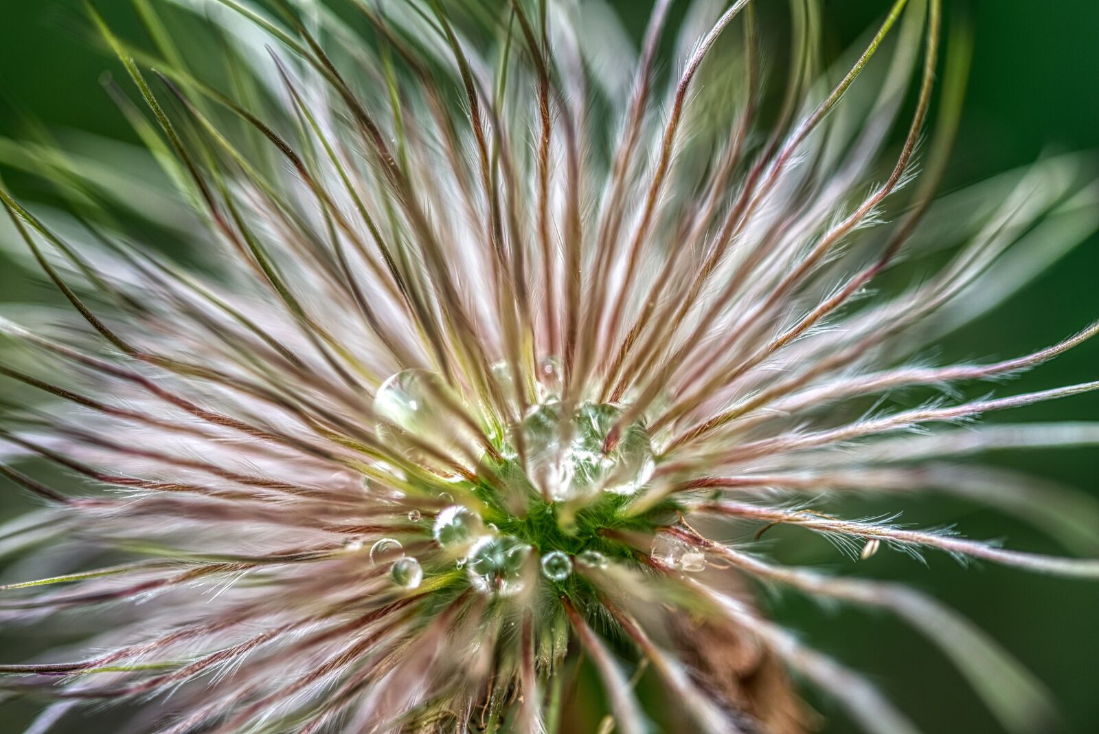 Nikon D750 sample photo. Pulsatilla vulgaris, pasqueflower, infructescence photography