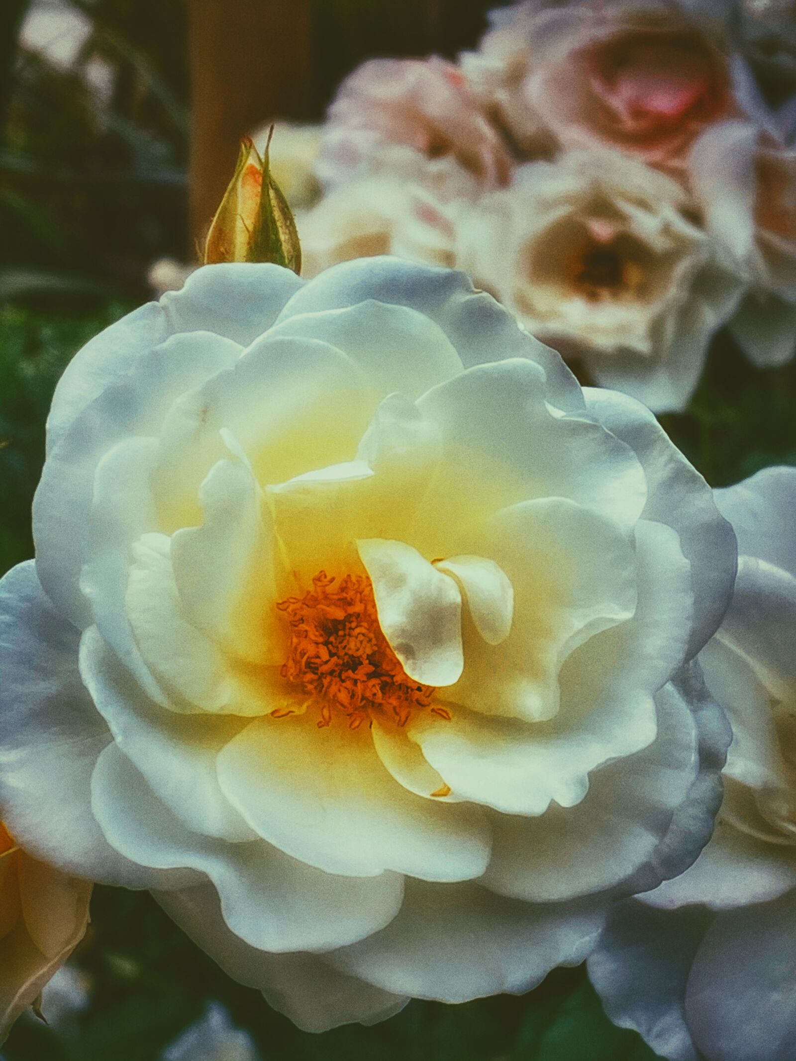 Apple iPhone 11 Pro sample photo. Flower, garden, bloom photography