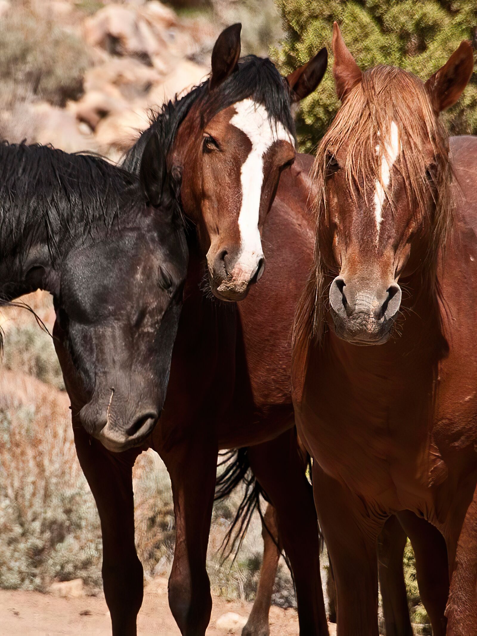 Nikon D300 sample photo. Mustang, horse, wild photography