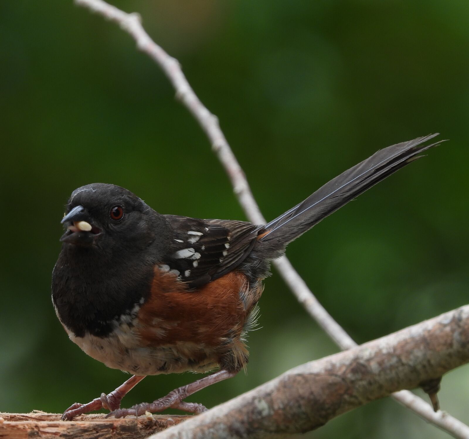 Nikon Coolpix P1000 sample photo. Towhee, bird, animal photography