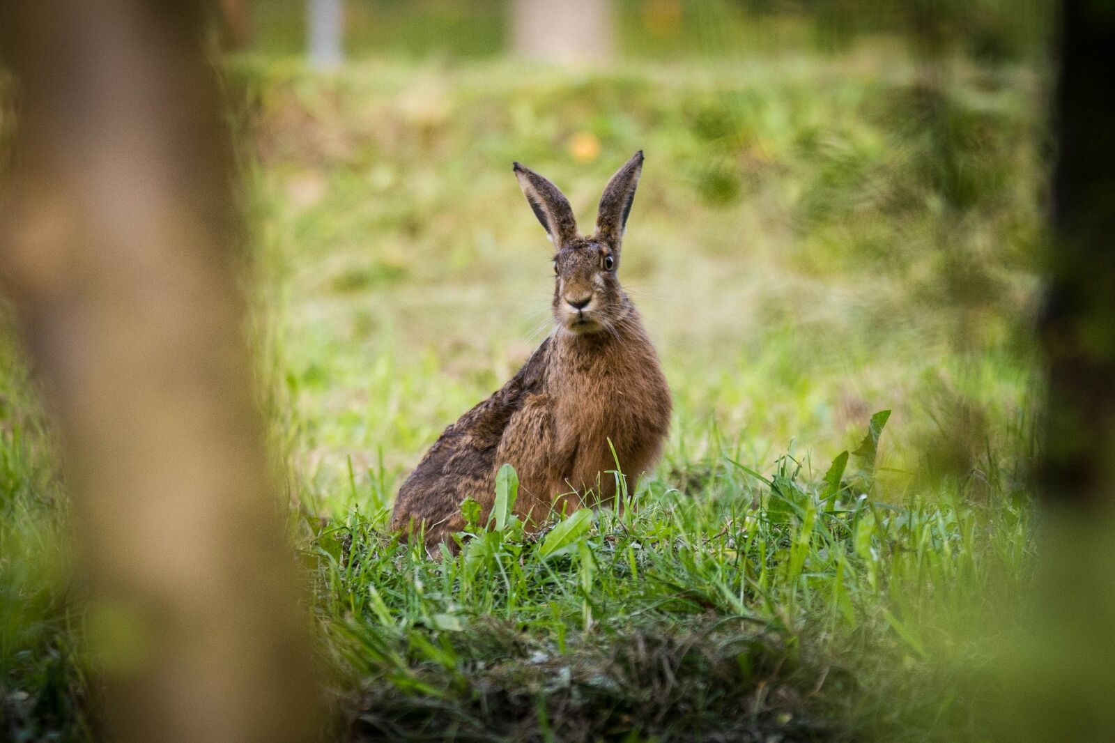 Nikon D7200 sample photo. Hare, nature, meadow photography