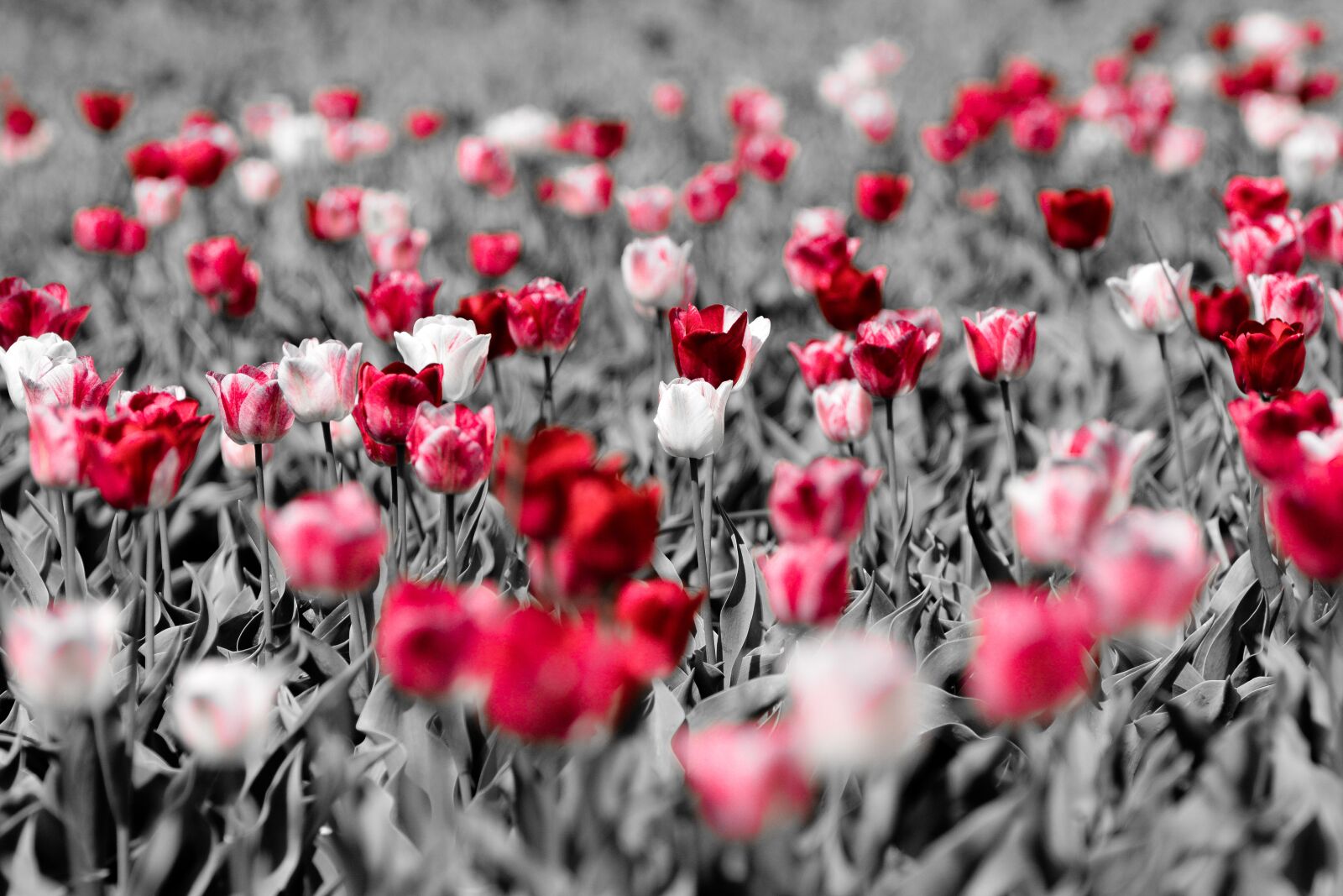 Nikon D7100 sample photo. Tulips, flower, holland photography