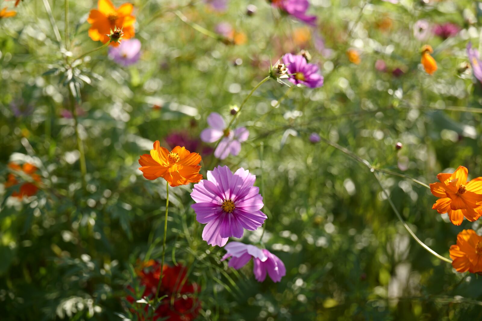 Leica Vario-Elmarit-SL 24-90mm F2.8-4 ASPH sample photo. Flower, beatiful, summer photography