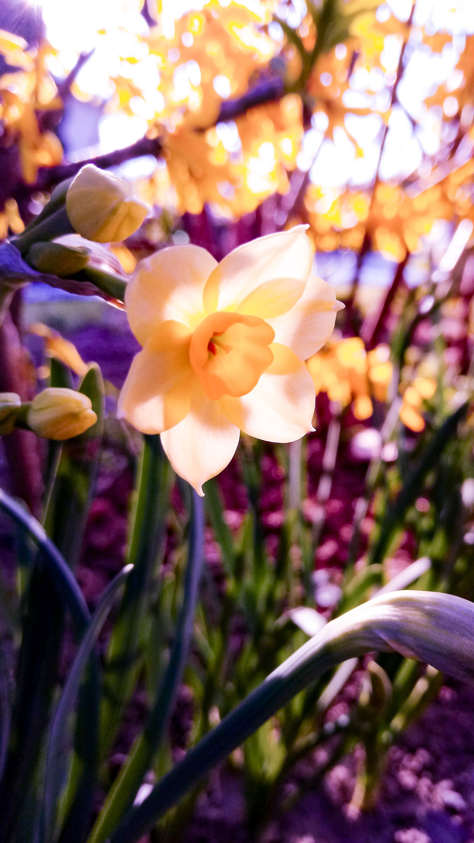 LG LM-X410.F sample photo. Narcissus, flower, garden photography
