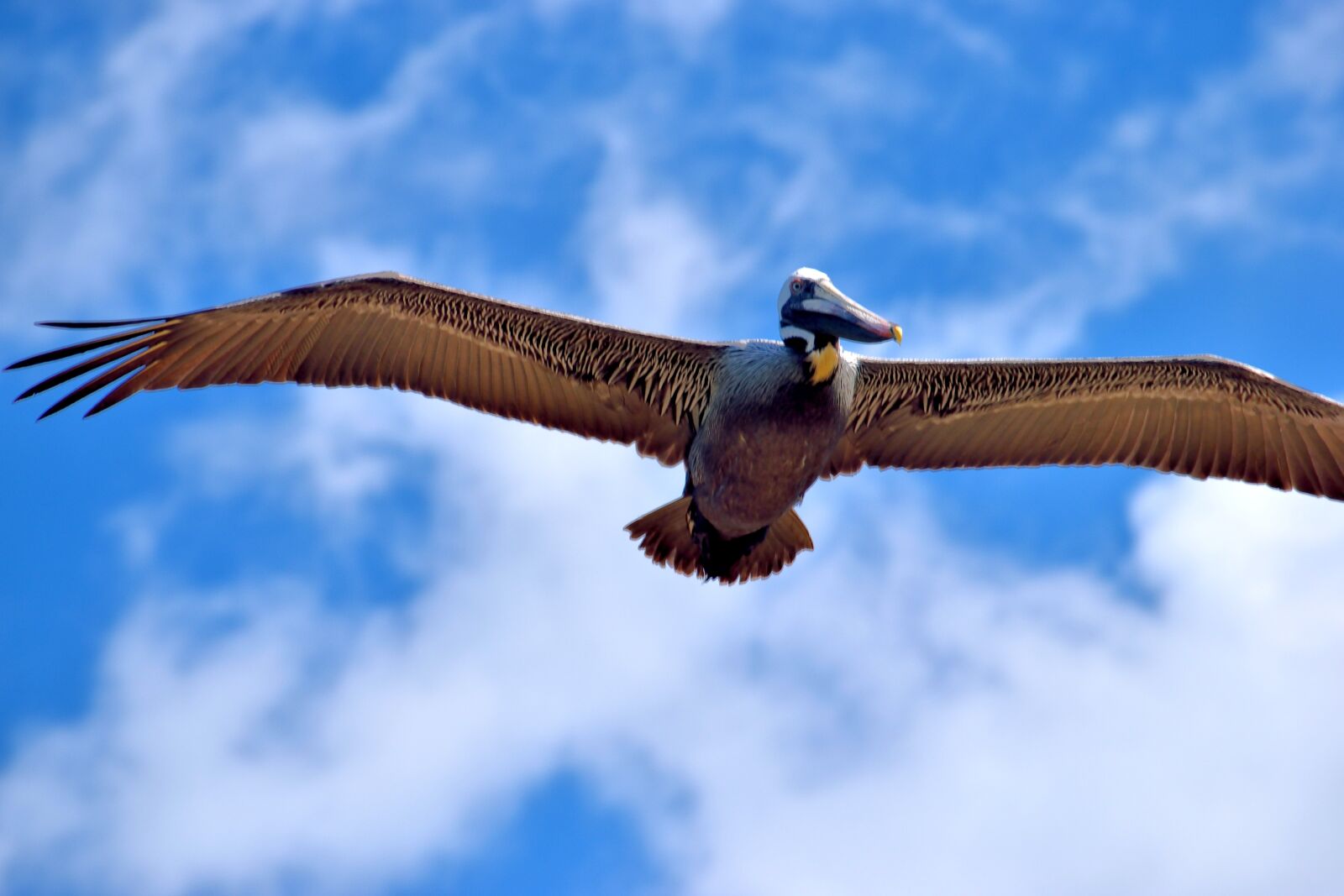 Nikon D3300 sample photo. Pelican, flying, wildlife photography