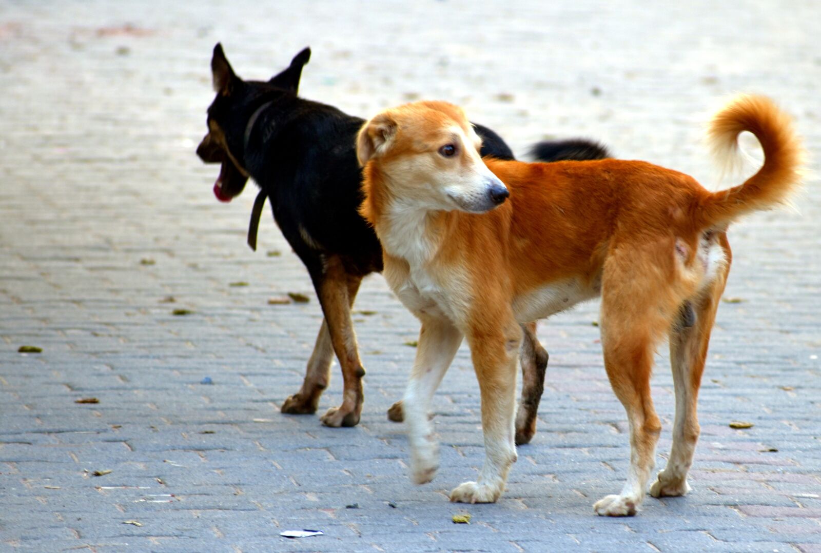 Nikon D5600 sample photo. Dogs, buddies, canine photography