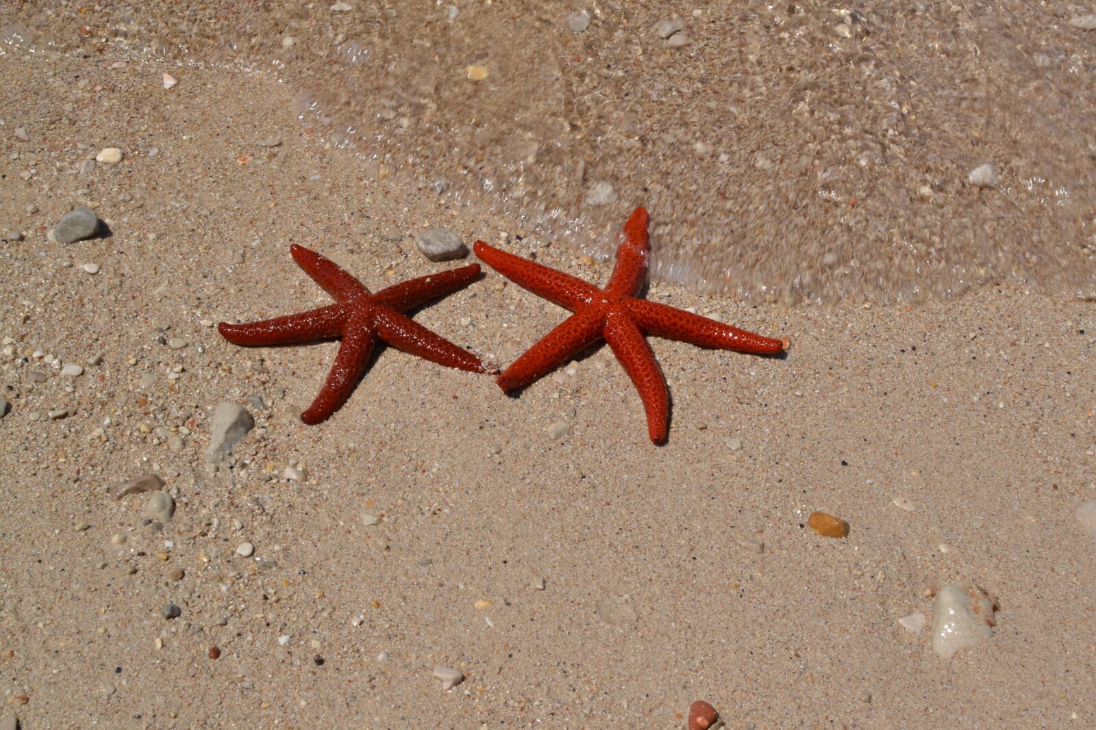 Nikon D3100 sample photo. Sea, sand, starfish photography