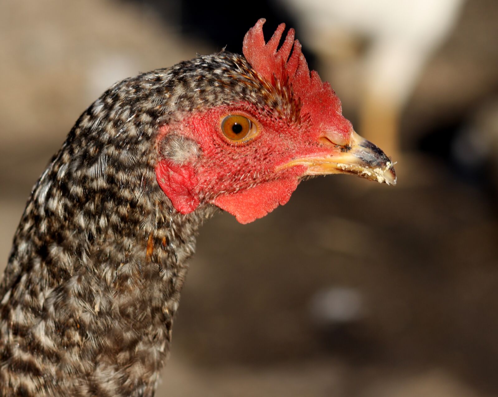 Canon EOS 700D (EOS Rebel T5i / EOS Kiss X7i) + Canon EF 85mm F1.8 USM sample photo. Gaina, portrait, birds photography