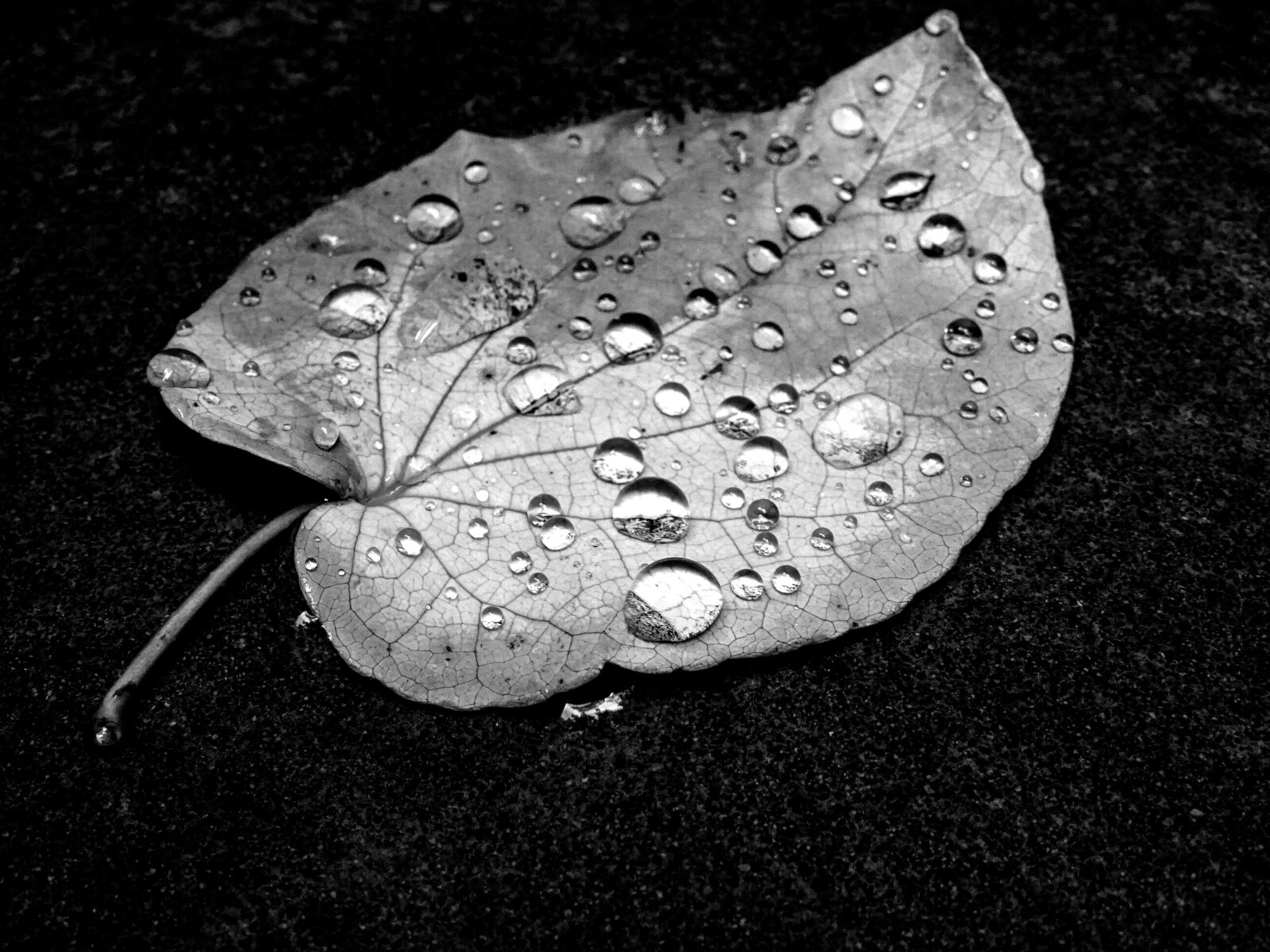 Sony DSC-HX60 sample photo. Black, and, white, bubble photography