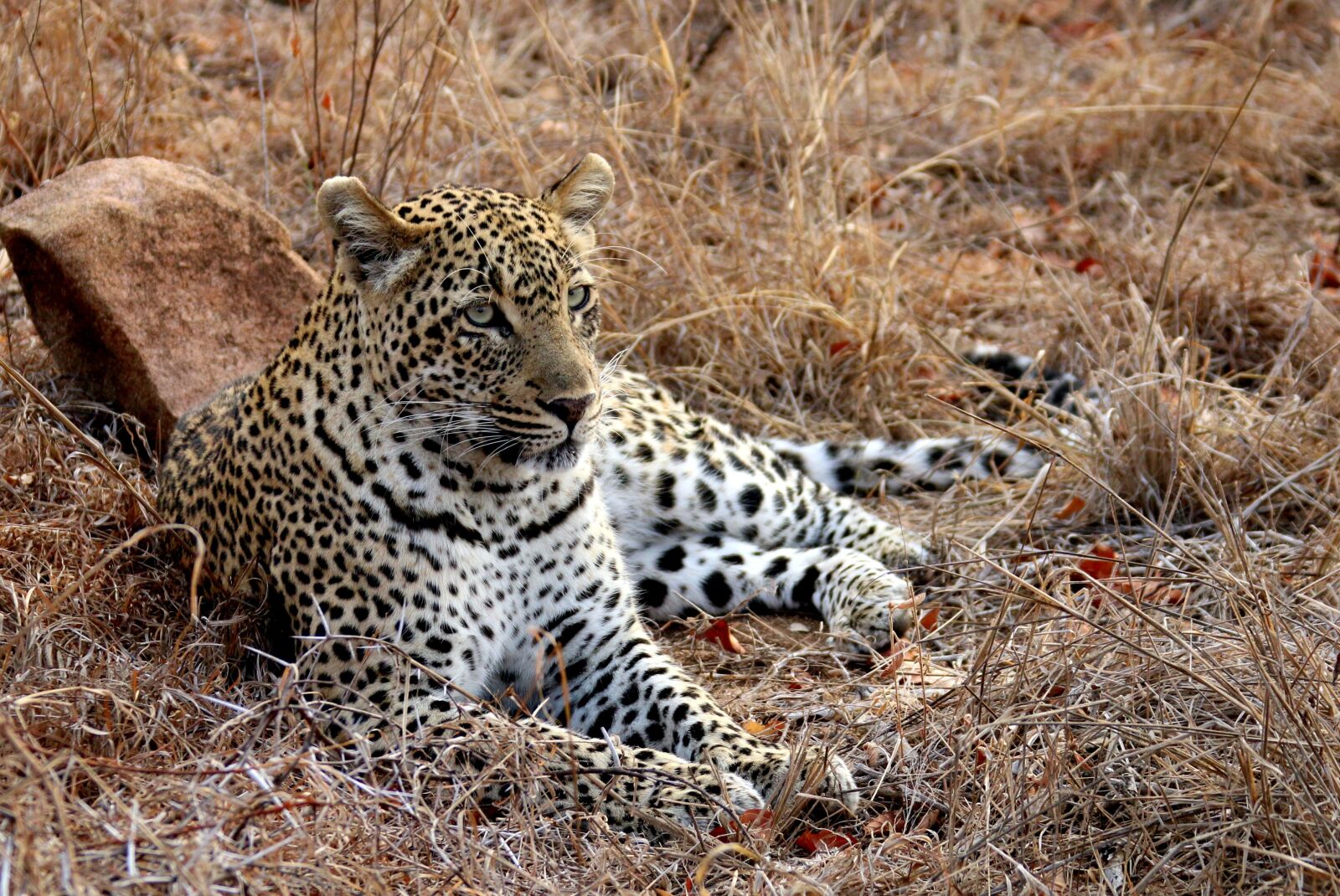 Canon EOS 70D sample photo. Leopard, africa, kruger photography