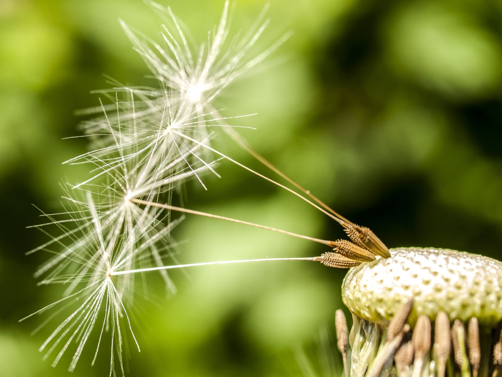 Olympus E-520 (EVOLT E-520) + OLYMPUS 35mm Lens sample photo. Dandelion, flower, plant photography