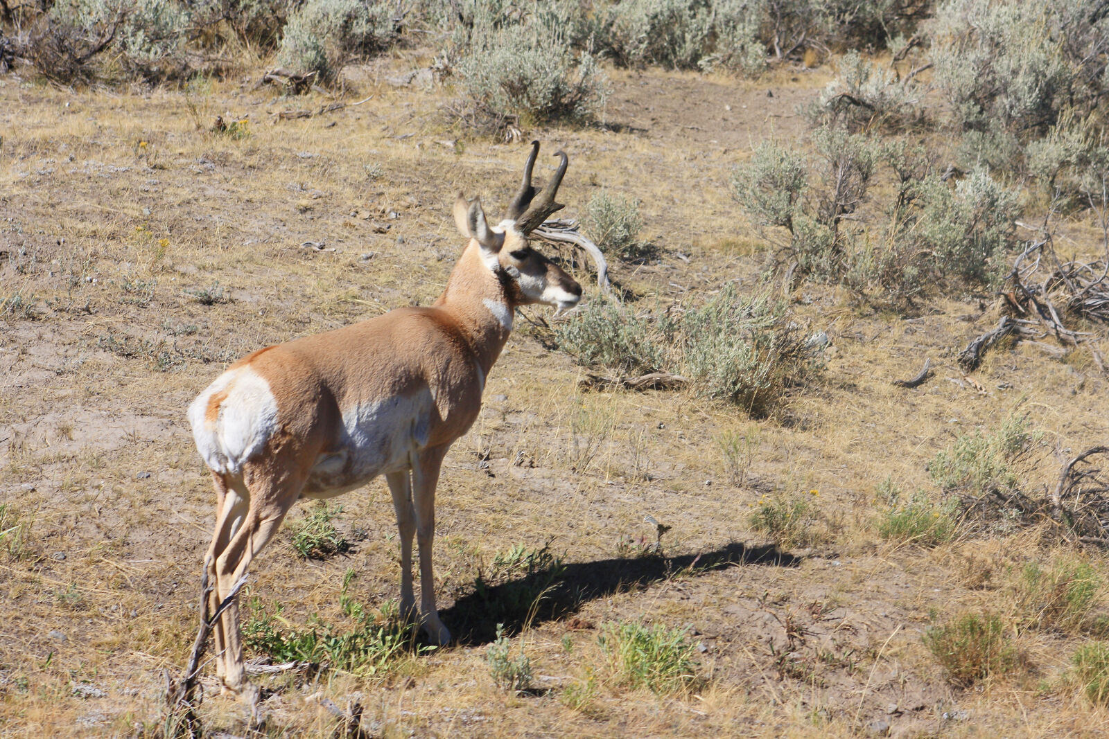 Canon EOS 1000D (EOS Digital Rebel XS / EOS Kiss F) + Canon EF 75-300mm f/4-5.6 sample photo. Antelope, pronghorn photography