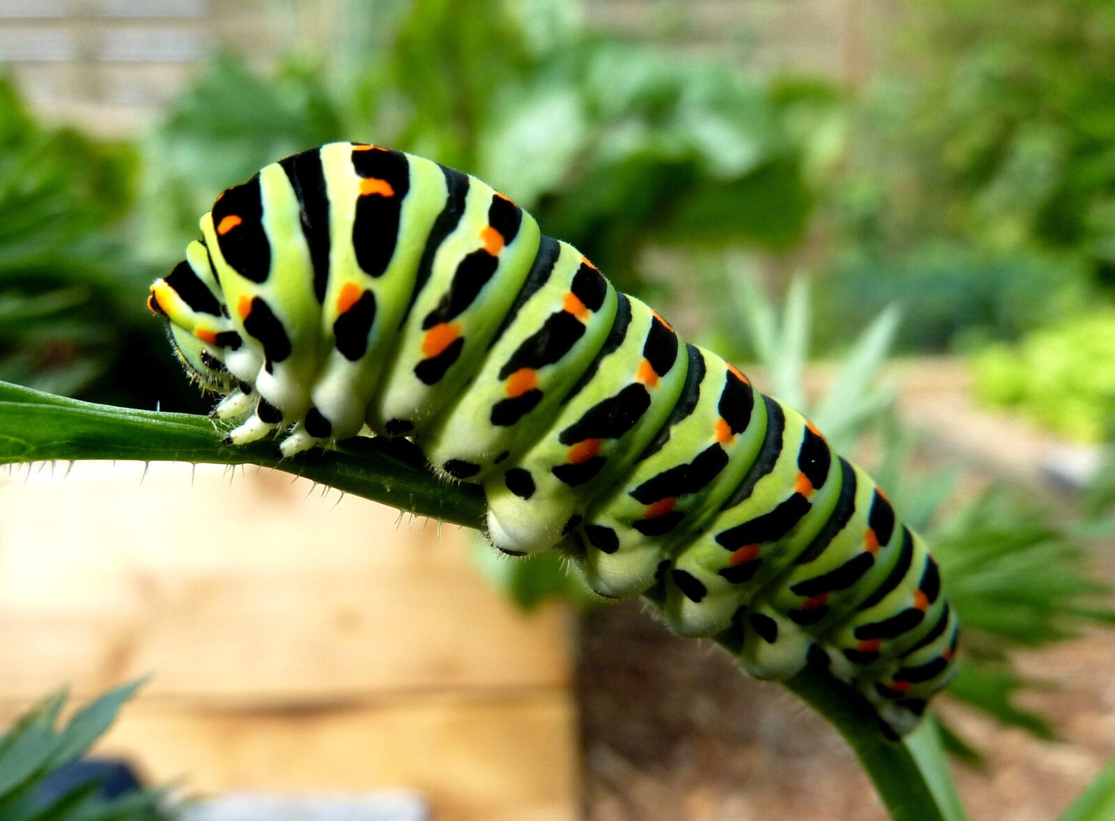 Panasonic DMC-TZ7 sample photo. Caterpillar, swallowtail, insect photography