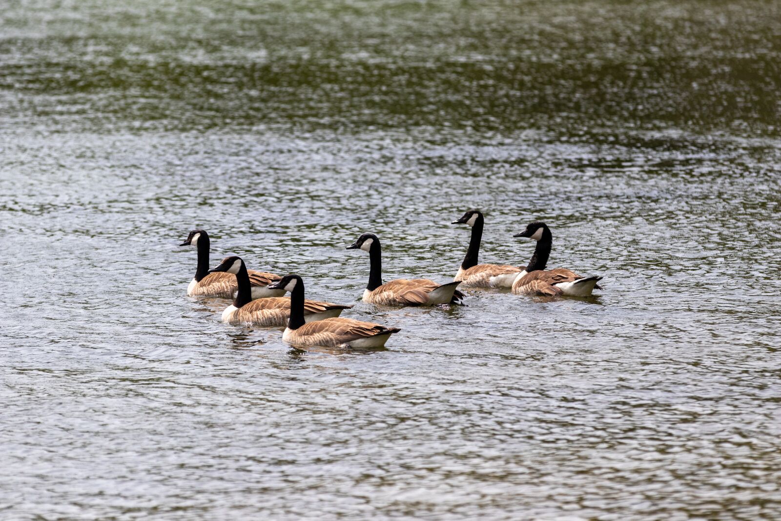 Canon EOS 80D sample photo. Geese, canada geese, nature photography
