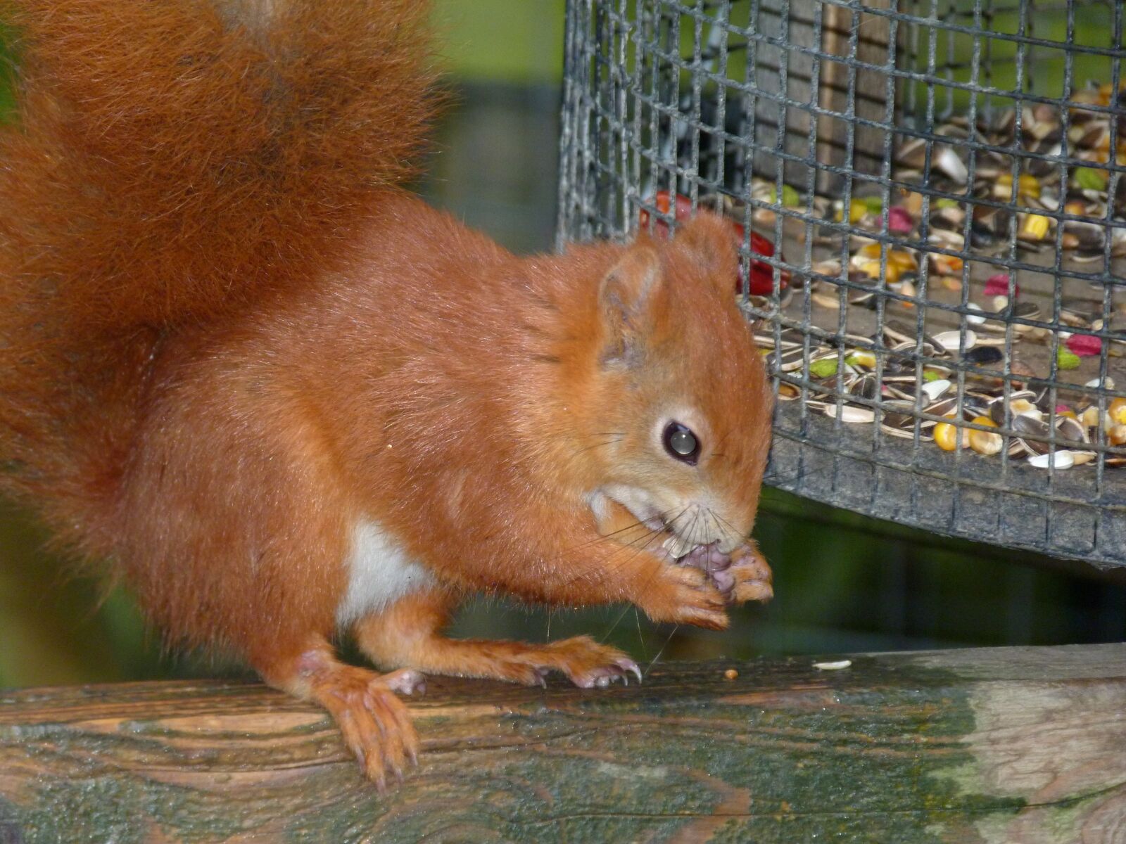 Panasonic Lumix DMC-FZ40 (Lumix DMC-FZ45) sample photo. Squirrel, red, nature photography