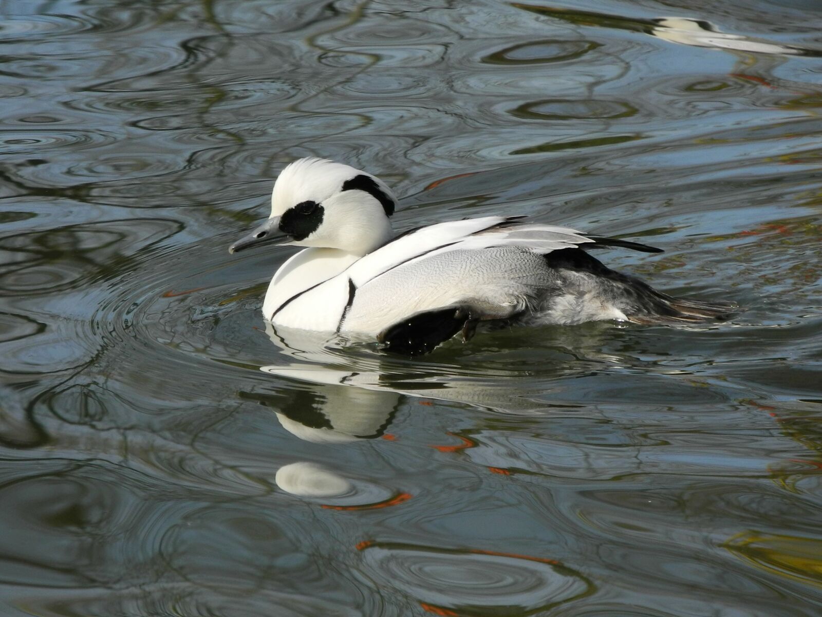 Nikon Coolpix P7100 sample photo. Duck, water, mirroring photography