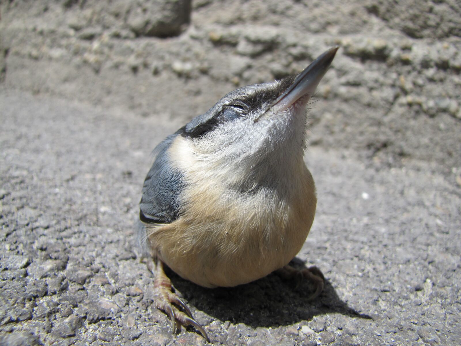 Canon PowerShot SX20 IS sample photo. Bird, macro, street photography