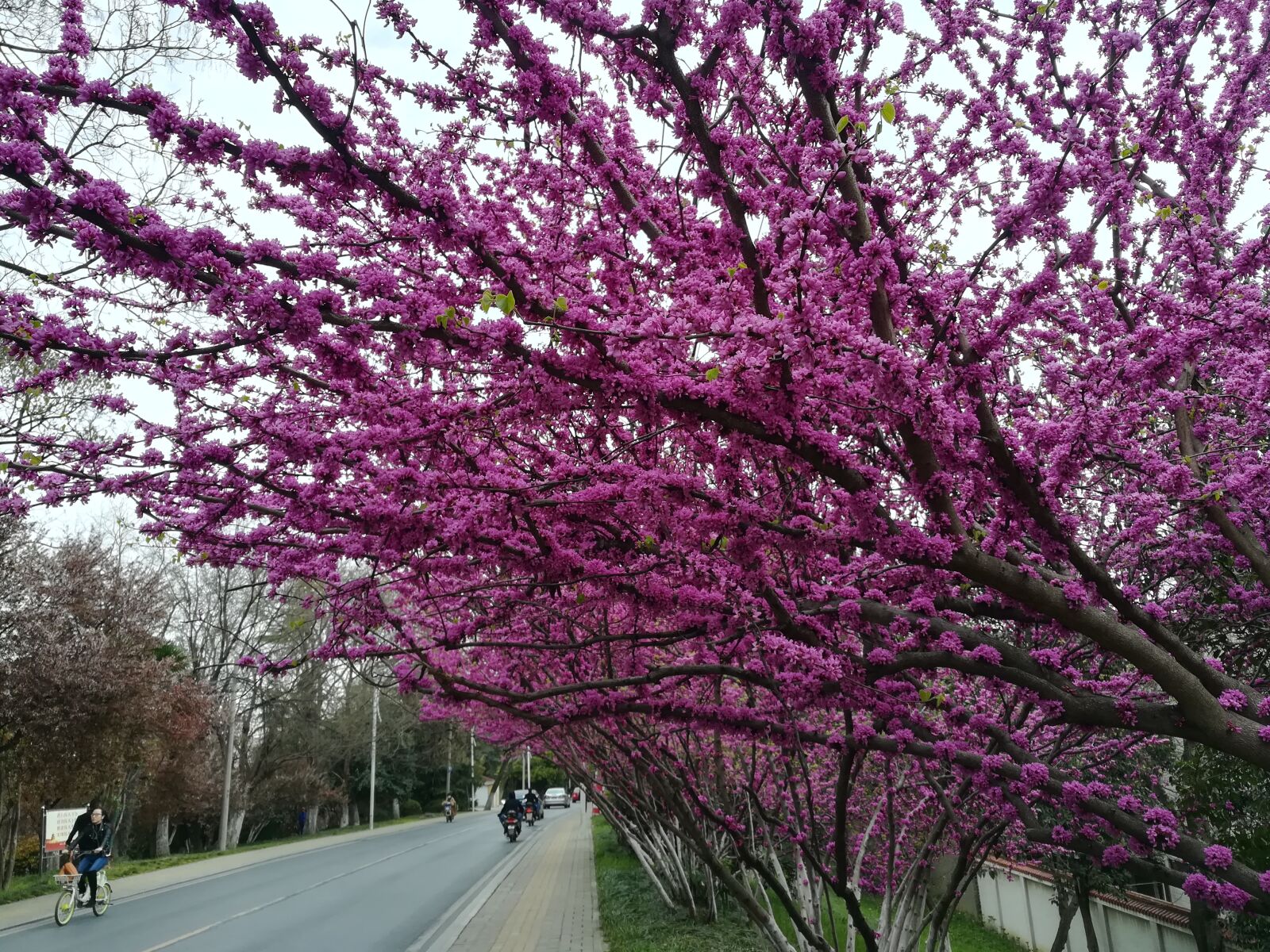 HUAWEI c??Eu?s 6X sample photo. Spring, hefei, china photography