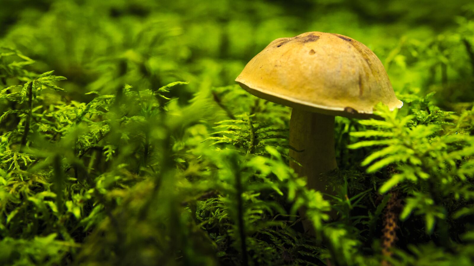 Canon EOS 650D (EOS Rebel T4i / EOS Kiss X6i) sample photo. Mushroom, autumn, forest photography
