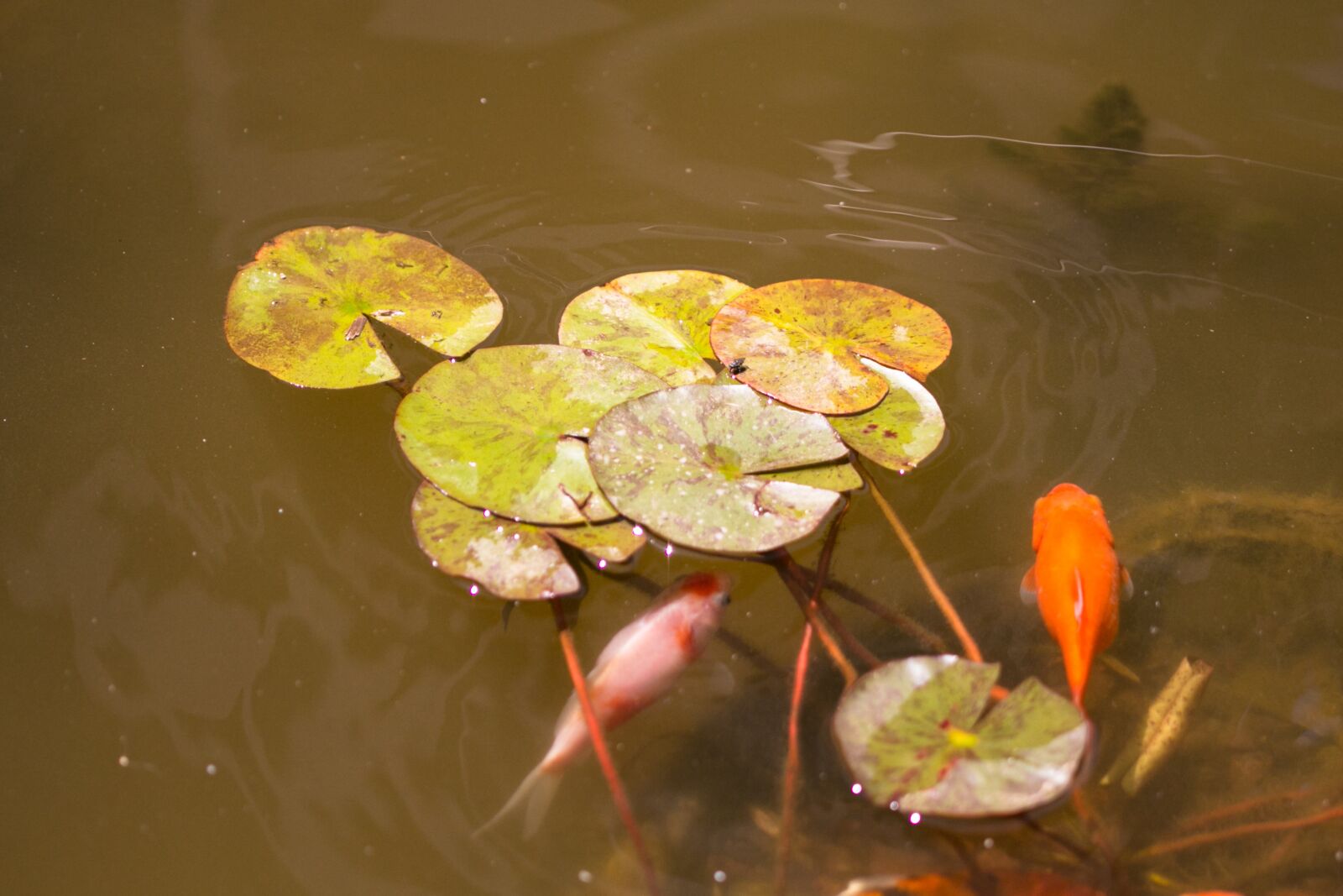 Canon EOS 70D sample photo. Fish, pond, water lily photography