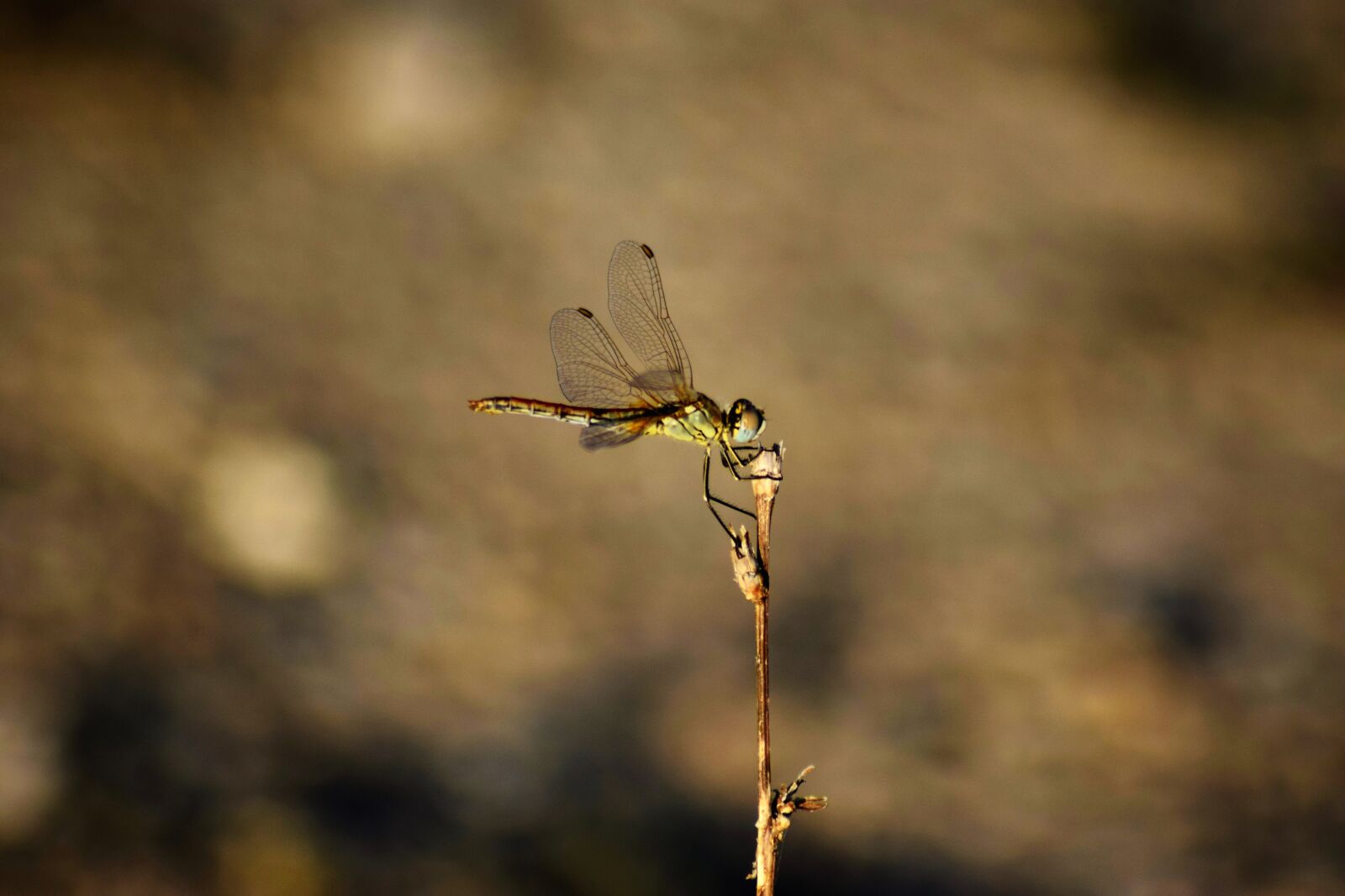 Nikon D3300 sample photo. Dragonfly, fly, insect photography