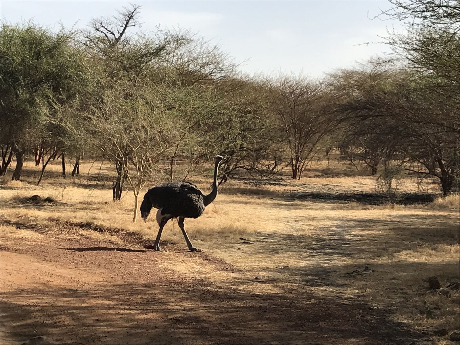 iPhone 7 back camera 3.99mm f/1.8 sample photo. Reservation, animals, africa photography