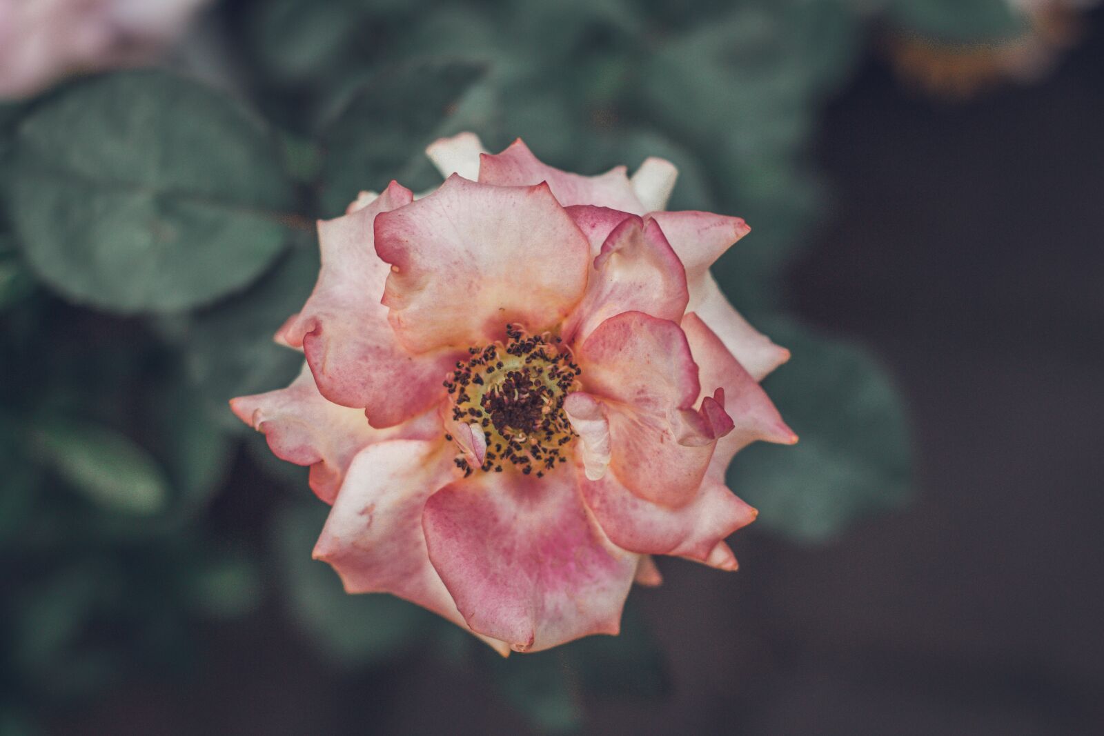 YN50mm f/1.8 II sample photo. Rose, pink, flower photography