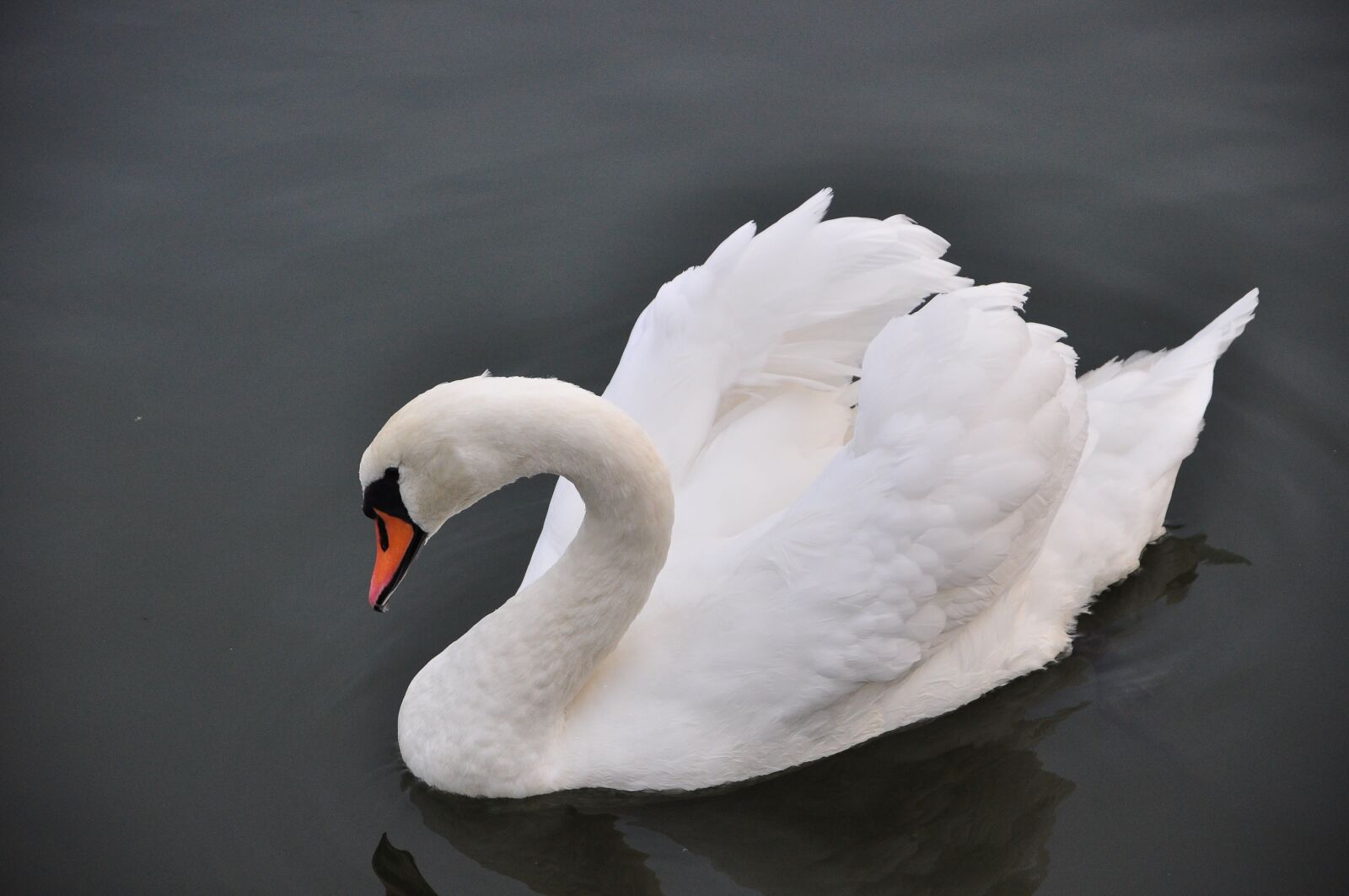 Nikon D90 sample photo. Swan, bird, water photography