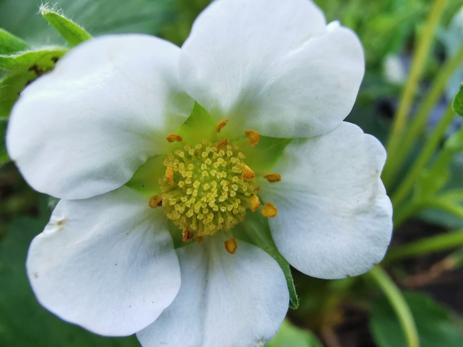 HUAWEI P30 Pro sample photo. Garden, vegetable garden, strawberry photography