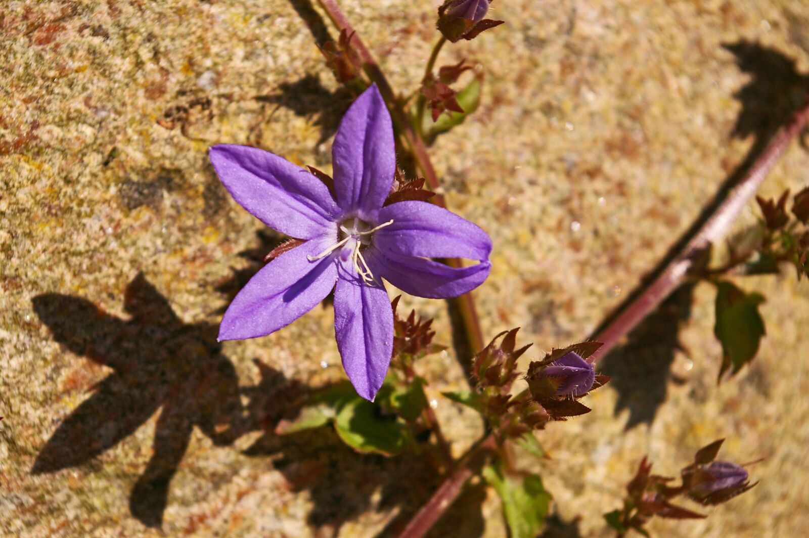 Pentax *ist DL2 sample photo. Bellflower, purple, blue photography
