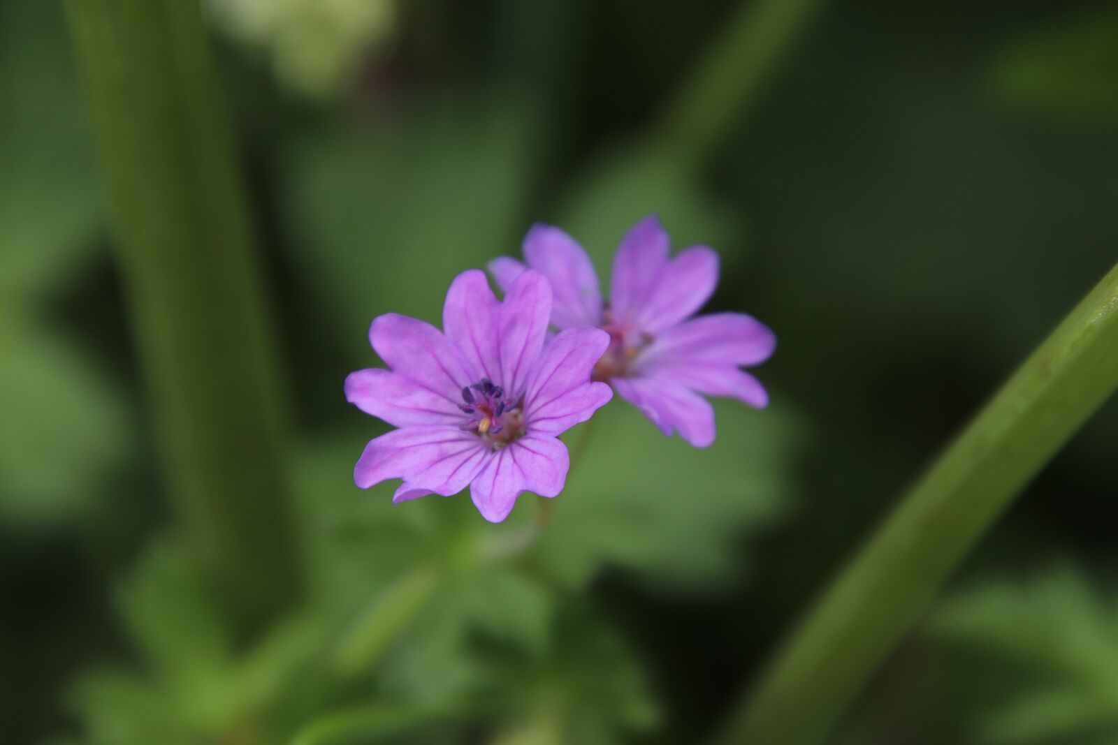 Canon EOS 800D (EOS Rebel T7i / EOS Kiss X9i) sample photo. Flowers, lilac color, nature photography