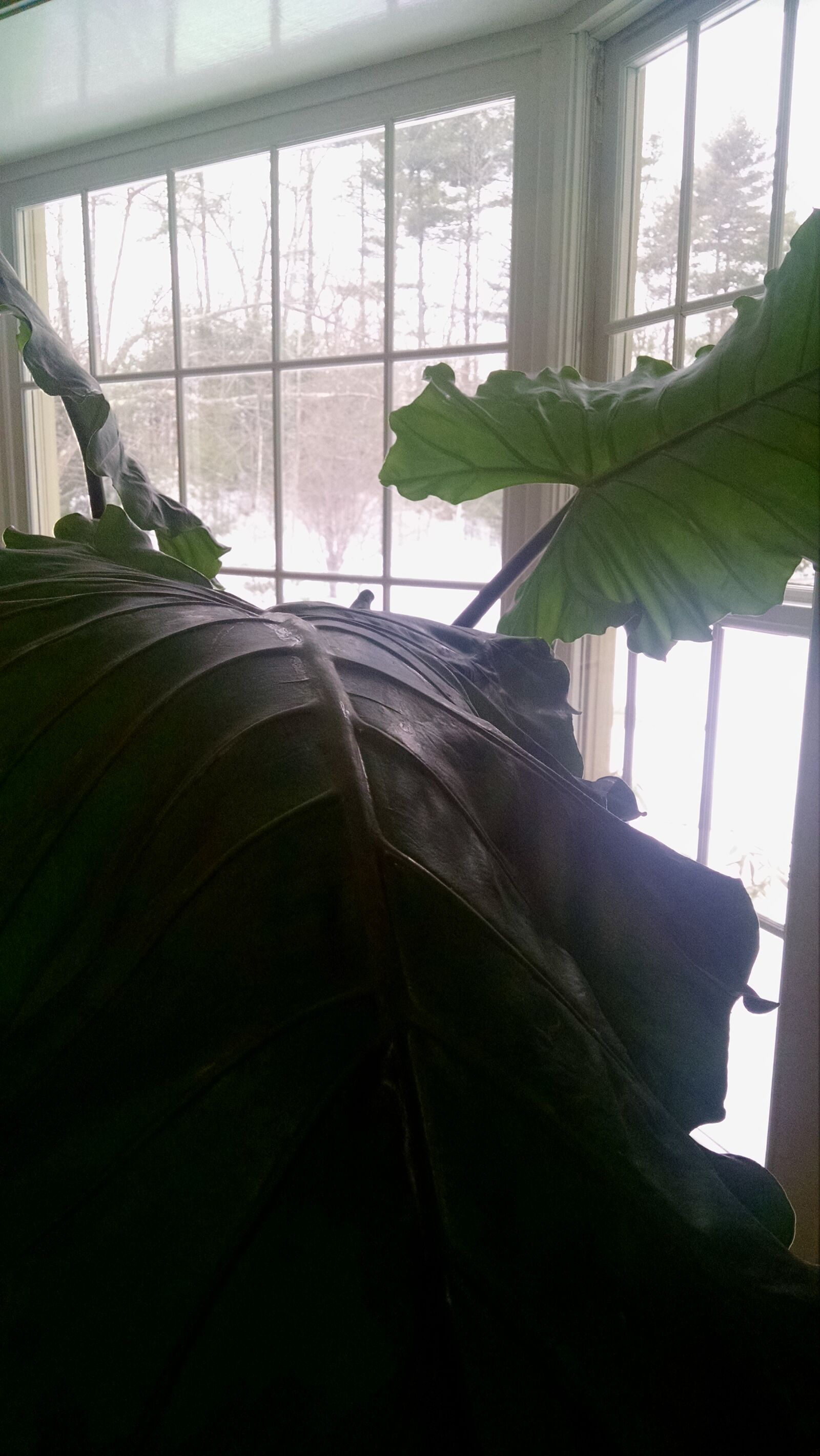 Motorola Moto X (1st Gen) sample photo. Background, green, leaves, snow photography