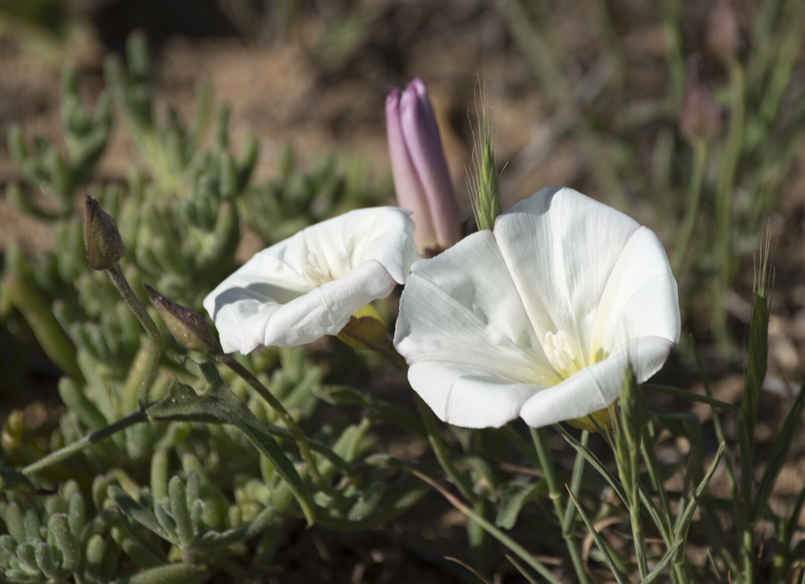 Nikon D3200 sample photo. Flowers, field, nature photography