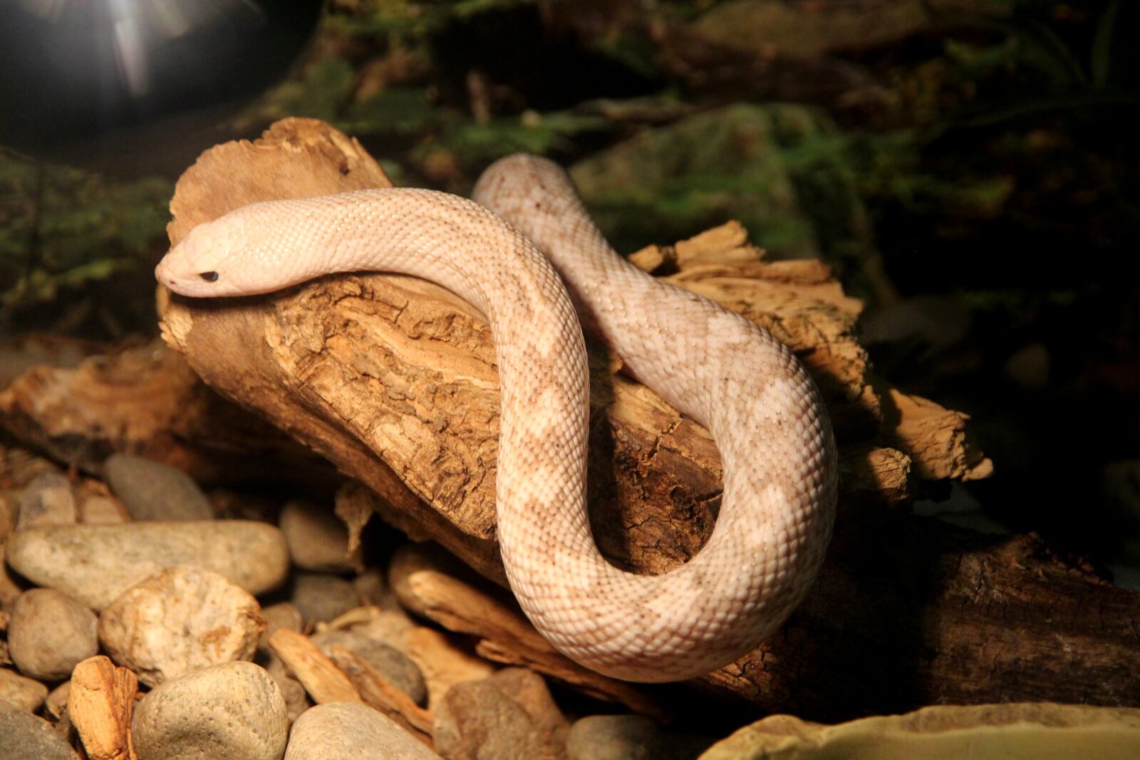 Canon EOS 650D (EOS Rebel T4i / EOS Kiss X6i) sample photo. Pine snake, pituophis melanoleucus photography