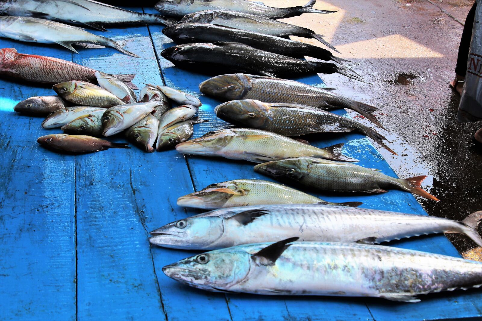 Canon EOS 80D sample photo. Fish, seafood, sea photography