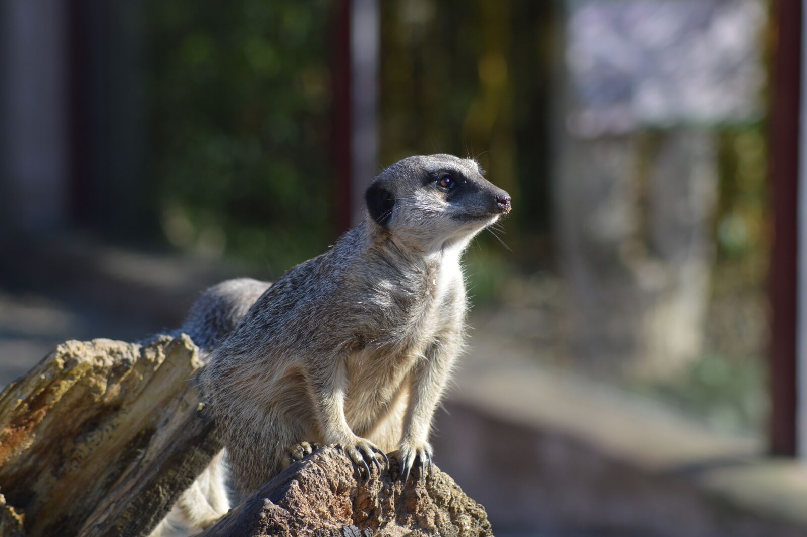 Nikon D3200 sample photo. Meerkat, cute, animal photography